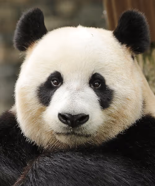 Reuzenpanda's in Ouwehands Dierenpark