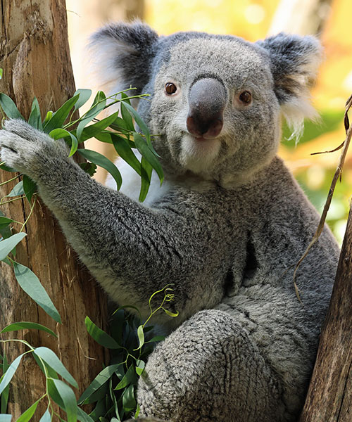 Koala's in Ouwehands Dierenpark
