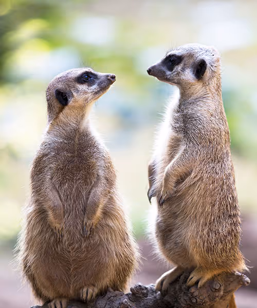 Stokstaartjes in Ouwehands Dierenpark