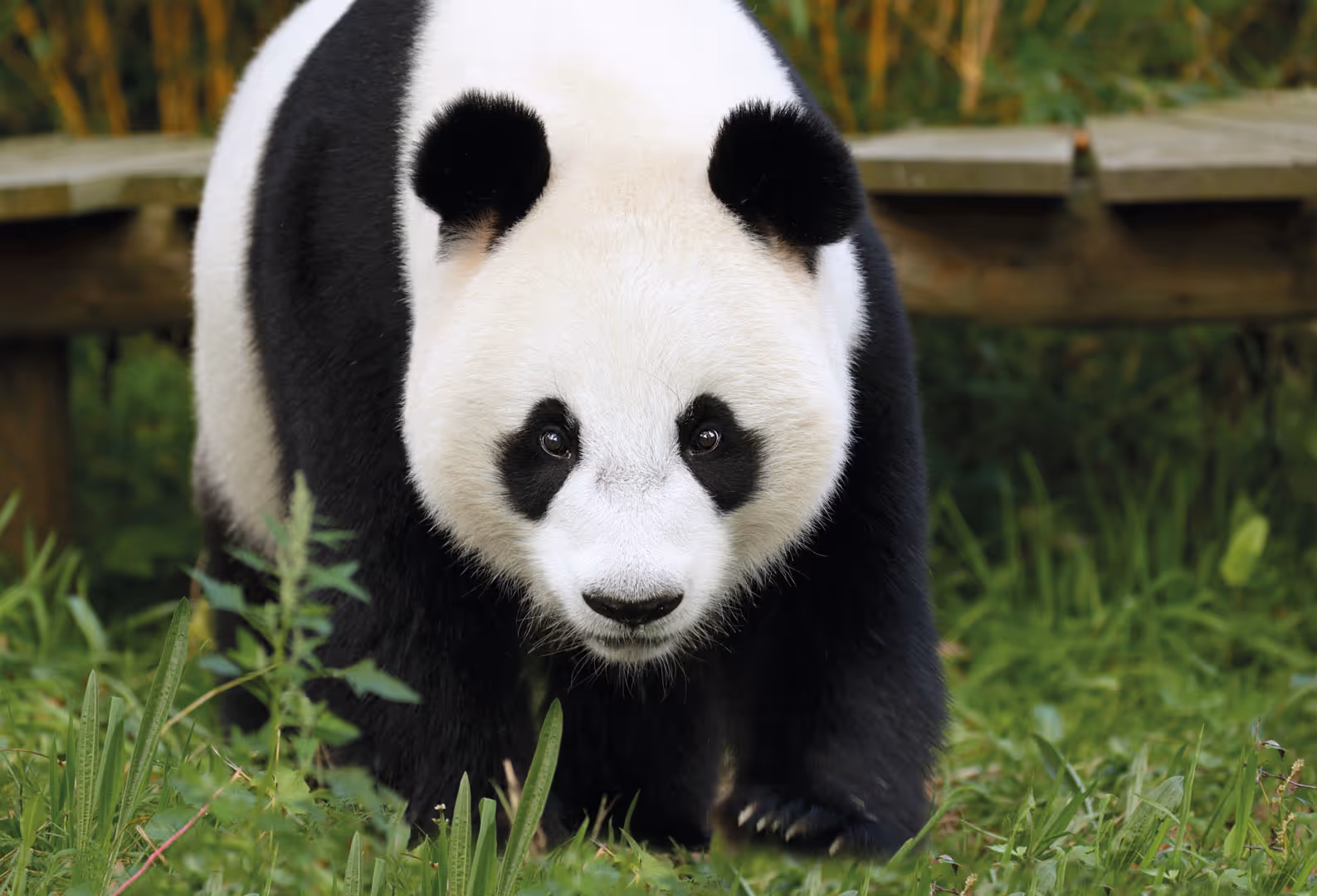 Een afbeelding van een Reuzenpanda in Ouwehands Dierenpark.