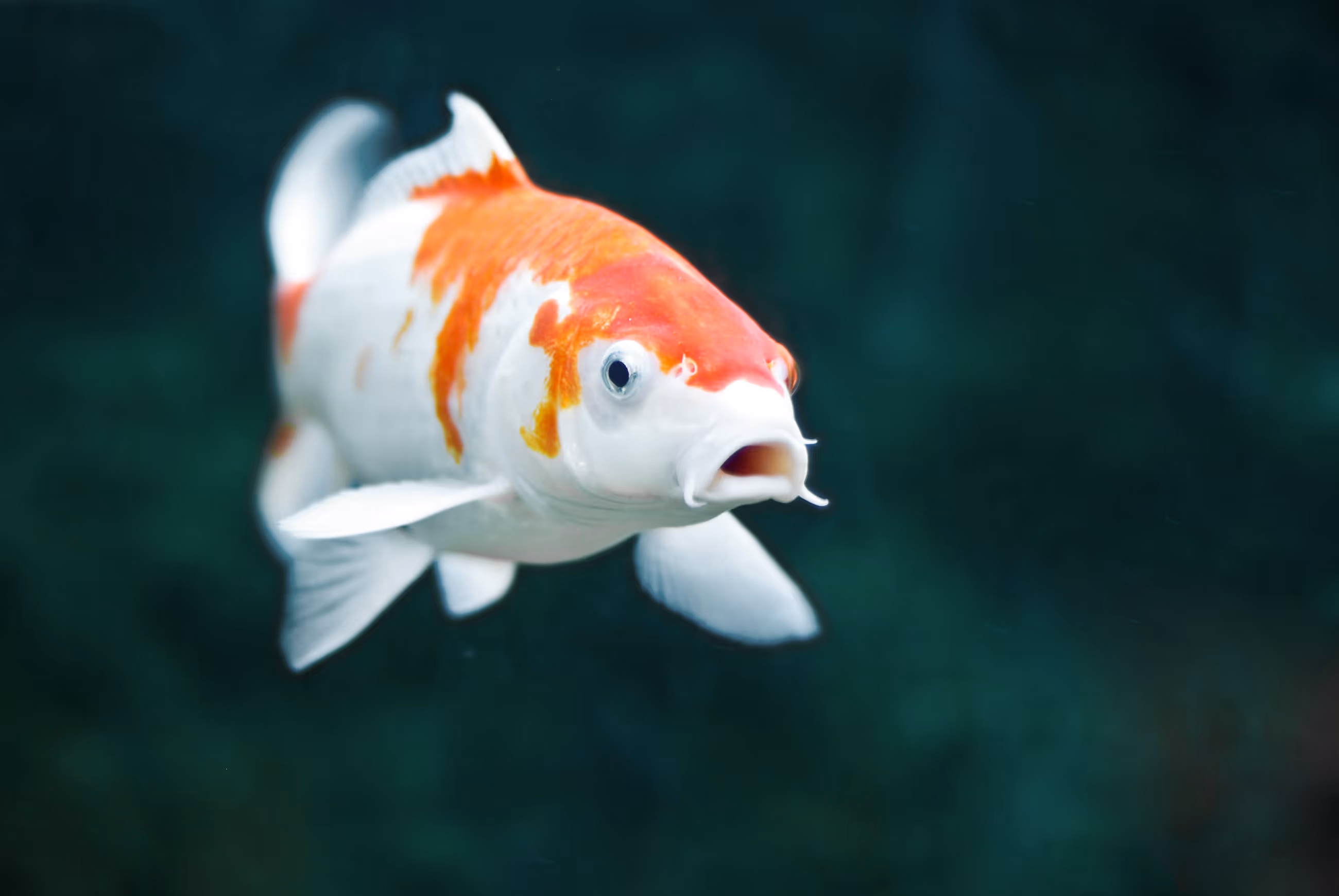 Een wit-oranje koi vis zwemt onder water naar de camera toe, met gespreide vinnen en open bek, tegen een donkergroene, rustige achtergrond.