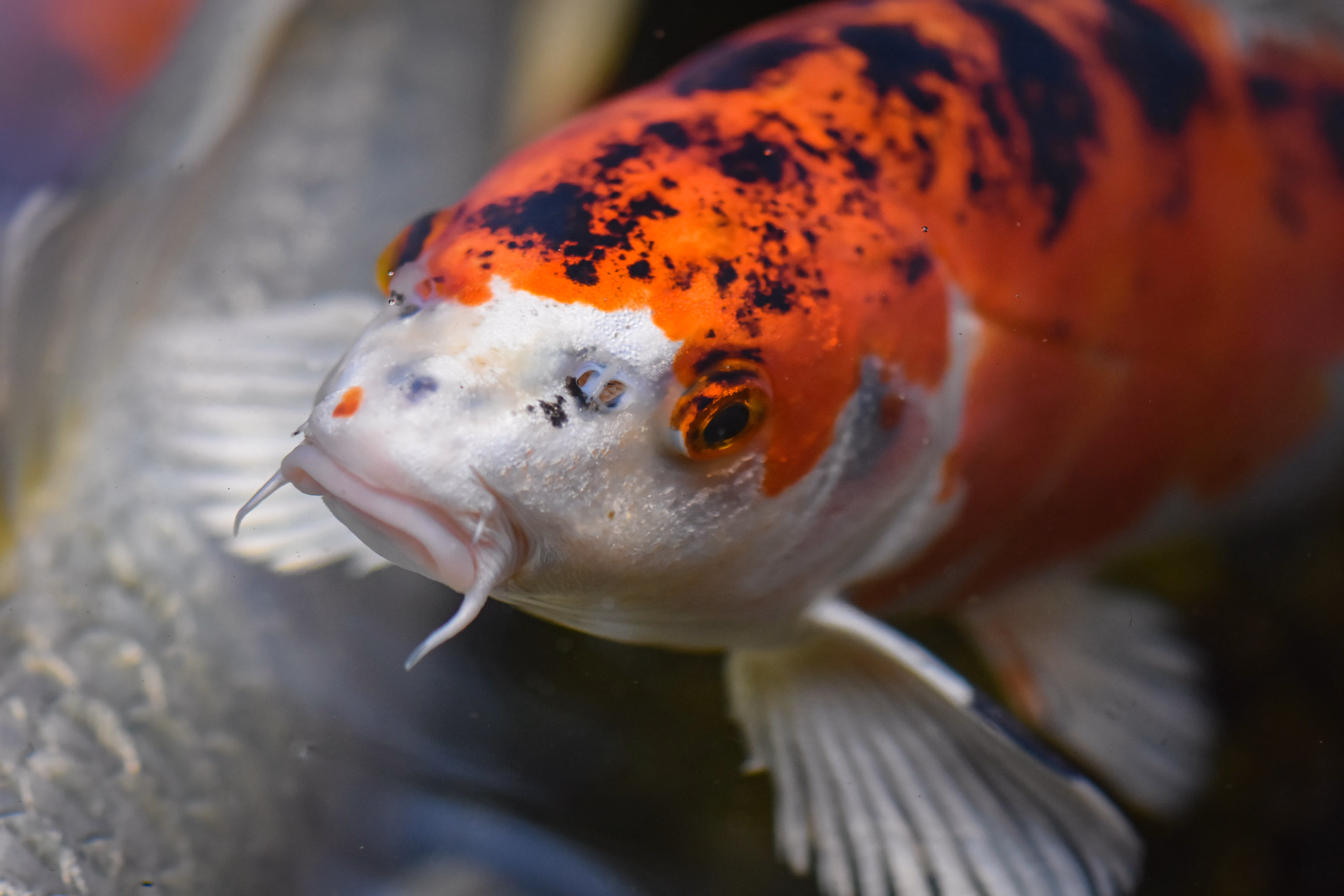 Close-up van een oranje koi karper, met een witte kop en zwarte vlekken die onder water voortglijdt, met snorhaarachtige baarddraden, wapperende vinnen en een rustige uitstraling.
