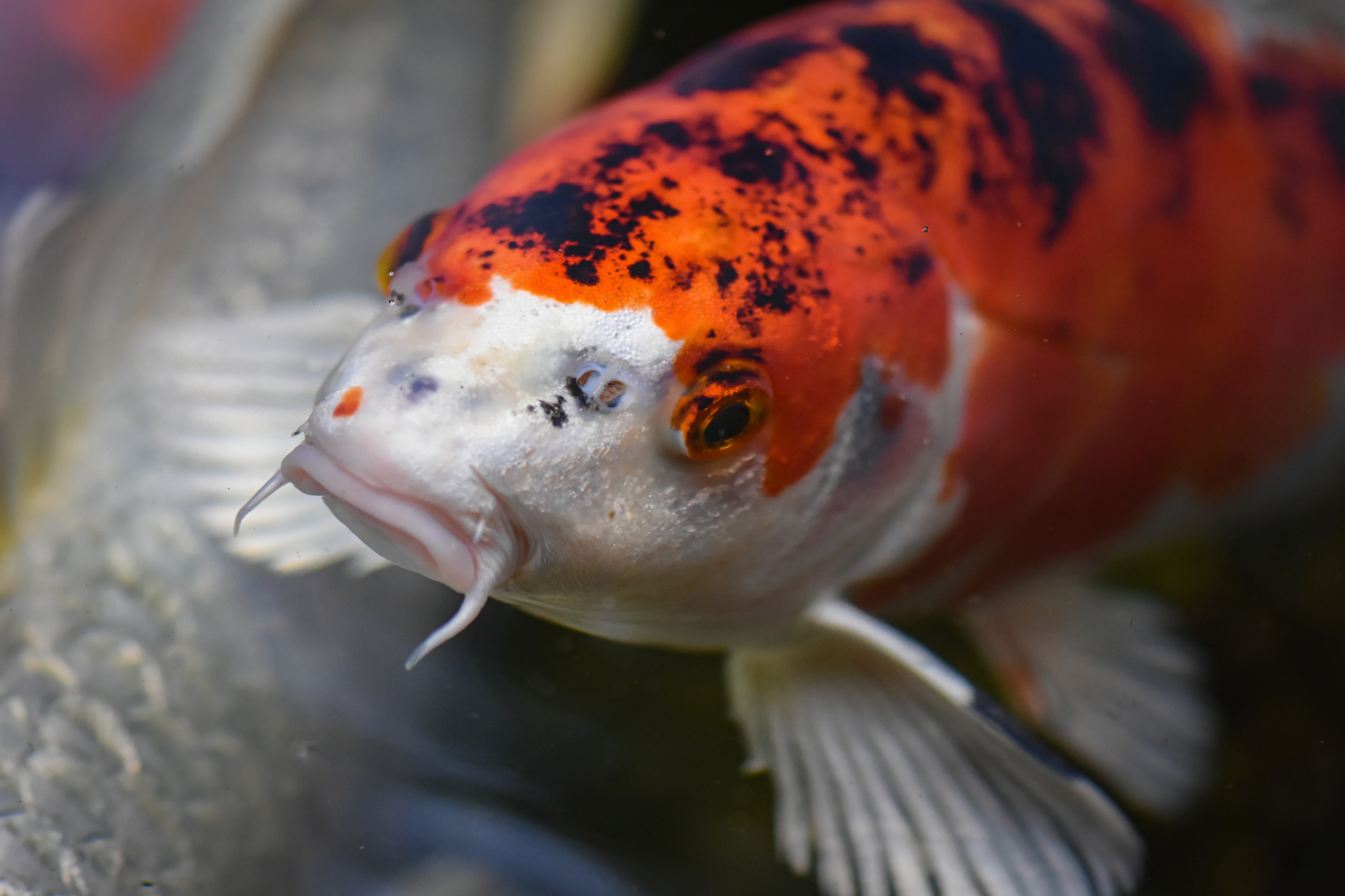 Close-up van een oranje koi karper, met een witte kop en zwarte vlekken die onder water voortglijdt, met snorhaarachtige baarddraden, wapperende vinnen en een rustige uitstraling.