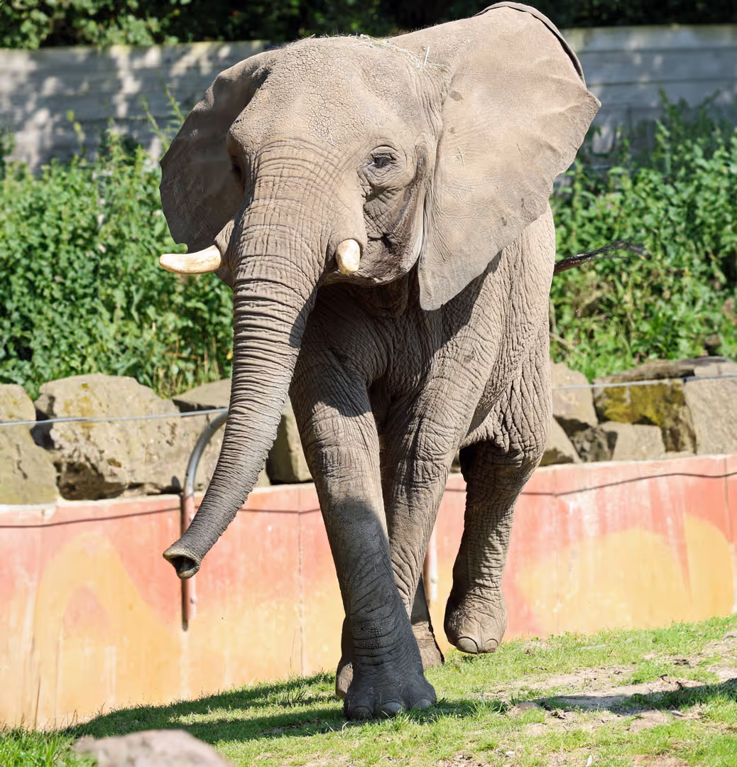 Een olifant in beweging die enigszins schuin kijkt 