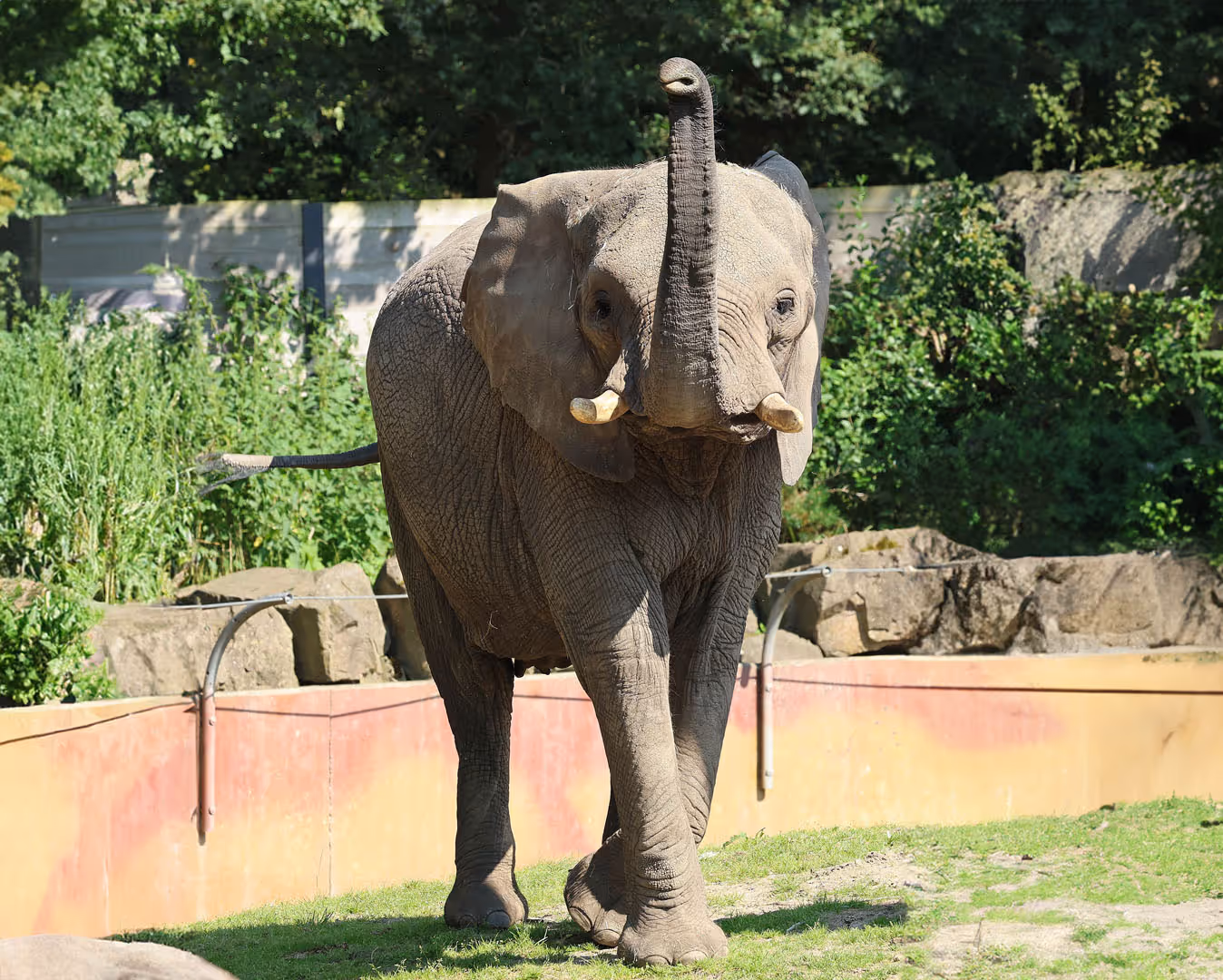 Een olifant met zijn slurf onhoog