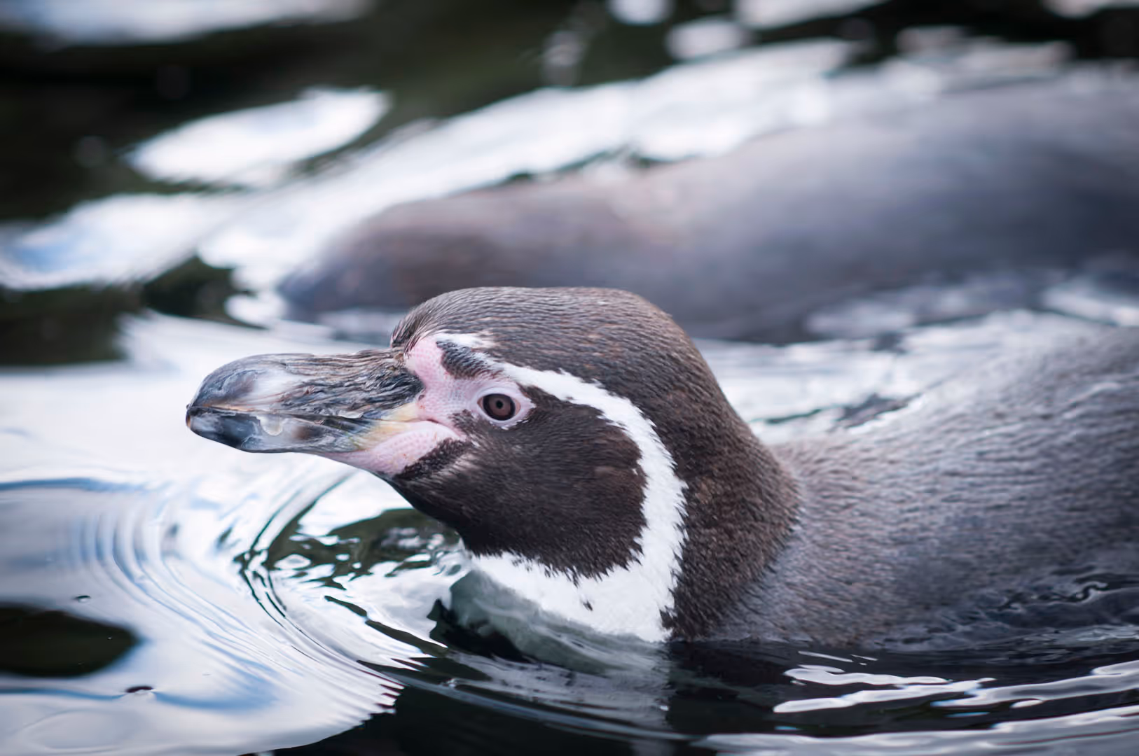 Foto van een Humboldt pinguïn in Ouwehands Dierenpark.