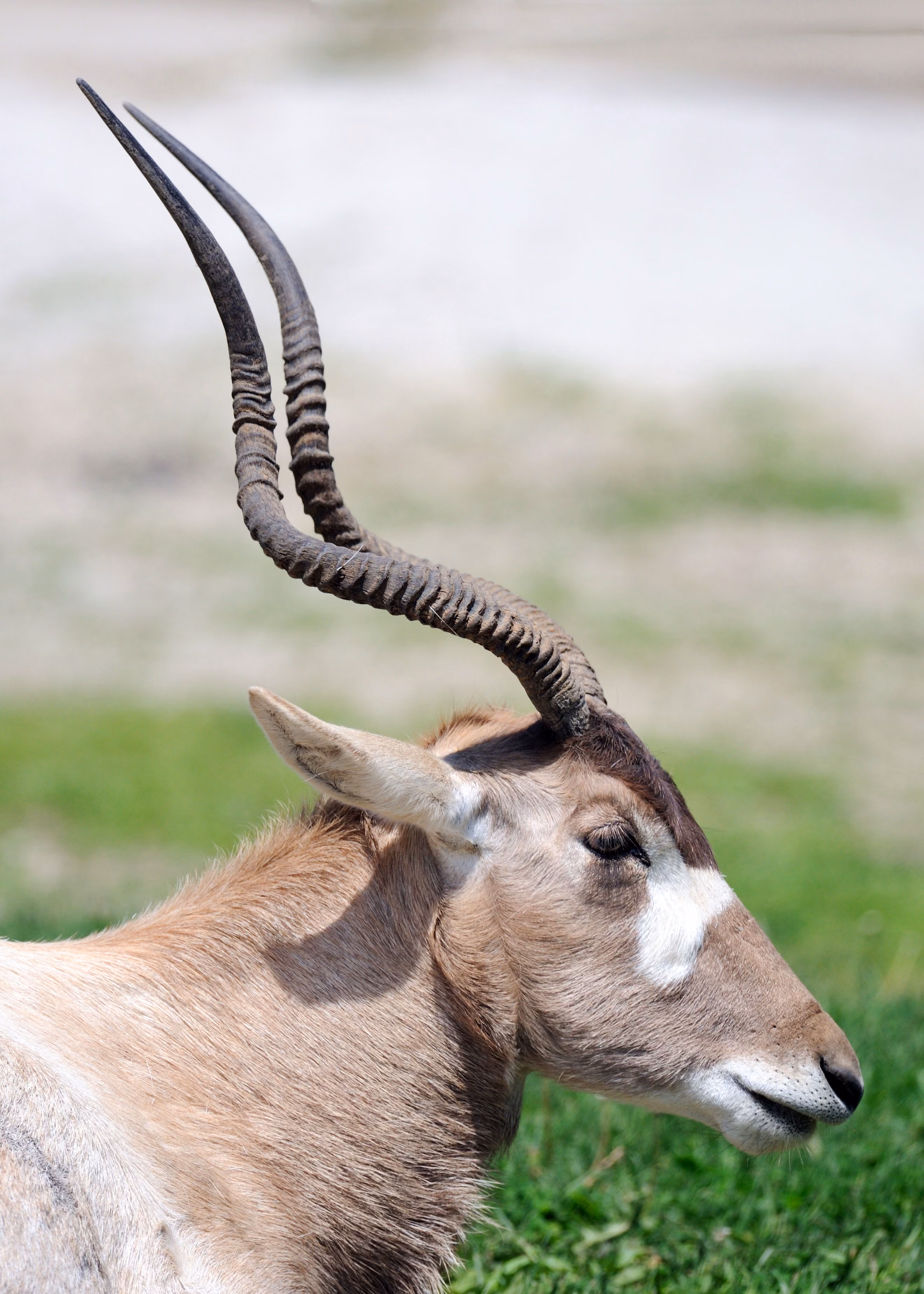 een bruine antilope met lange, geribbelde, gebogen hoorns en witte gezichtsvlekken, die naar rechts kijkt tegen een zacht vervaagde, met gras begroeide achtergrond.
