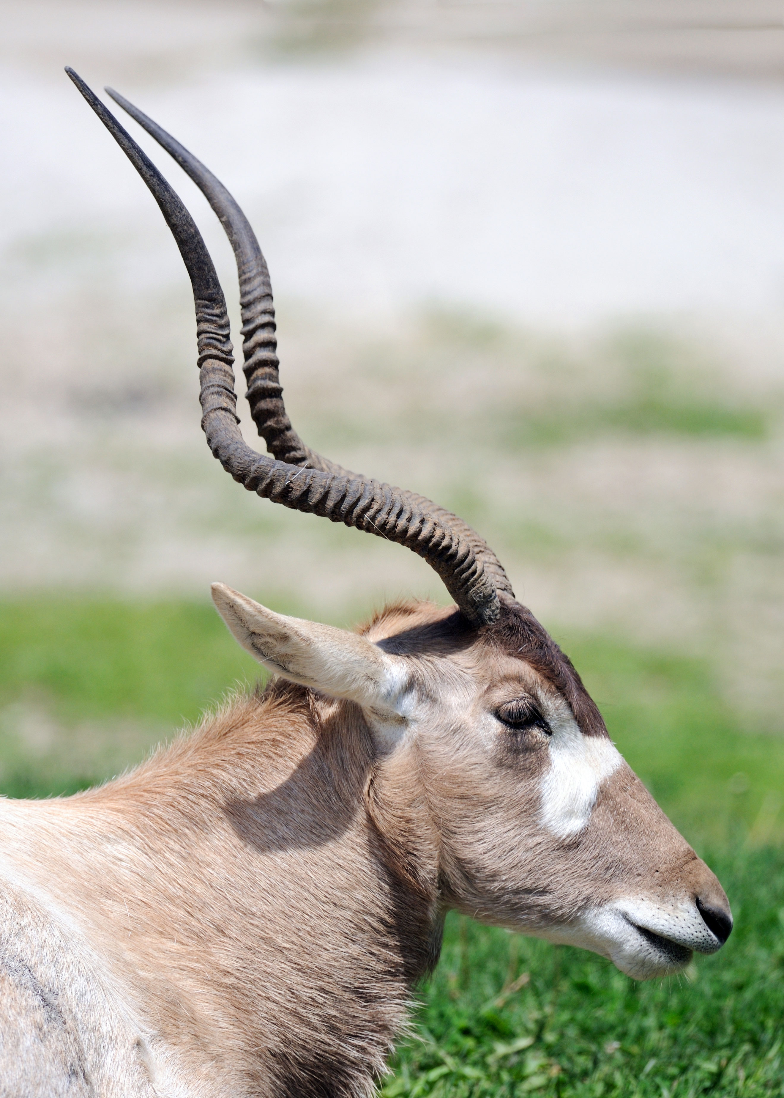 een bruine antilope met lange, geribbelde, gebogen hoorns en witte gezichtsvlekken, die naar rechts kijkt tegen een zacht vervaagde, met gras begroeide achtergrond.