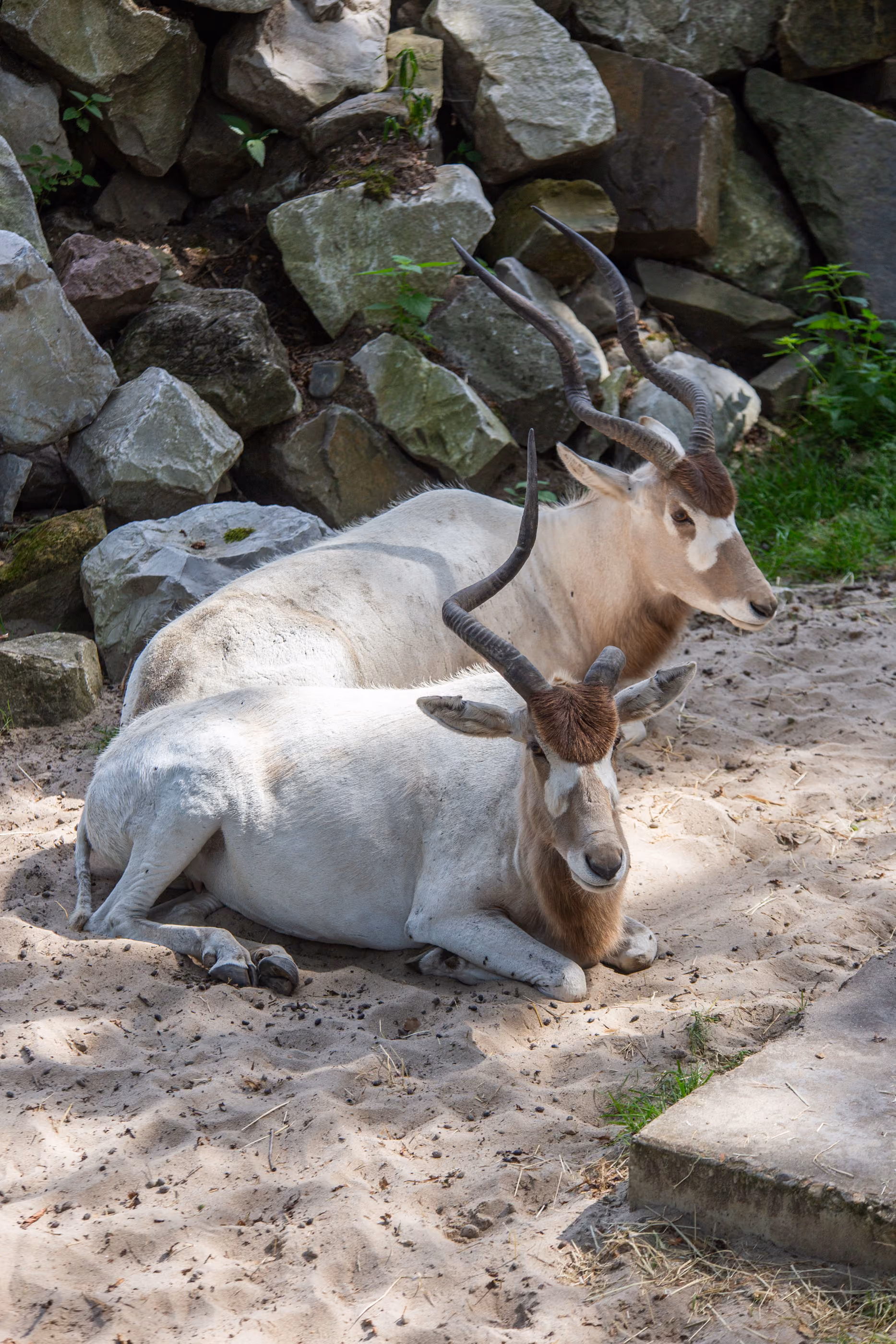 addax ligt uit te rusten op de stoffige grond naast een rotsachtige helling, omringd door stenen en schaduw in een vredige buitenomgeving.