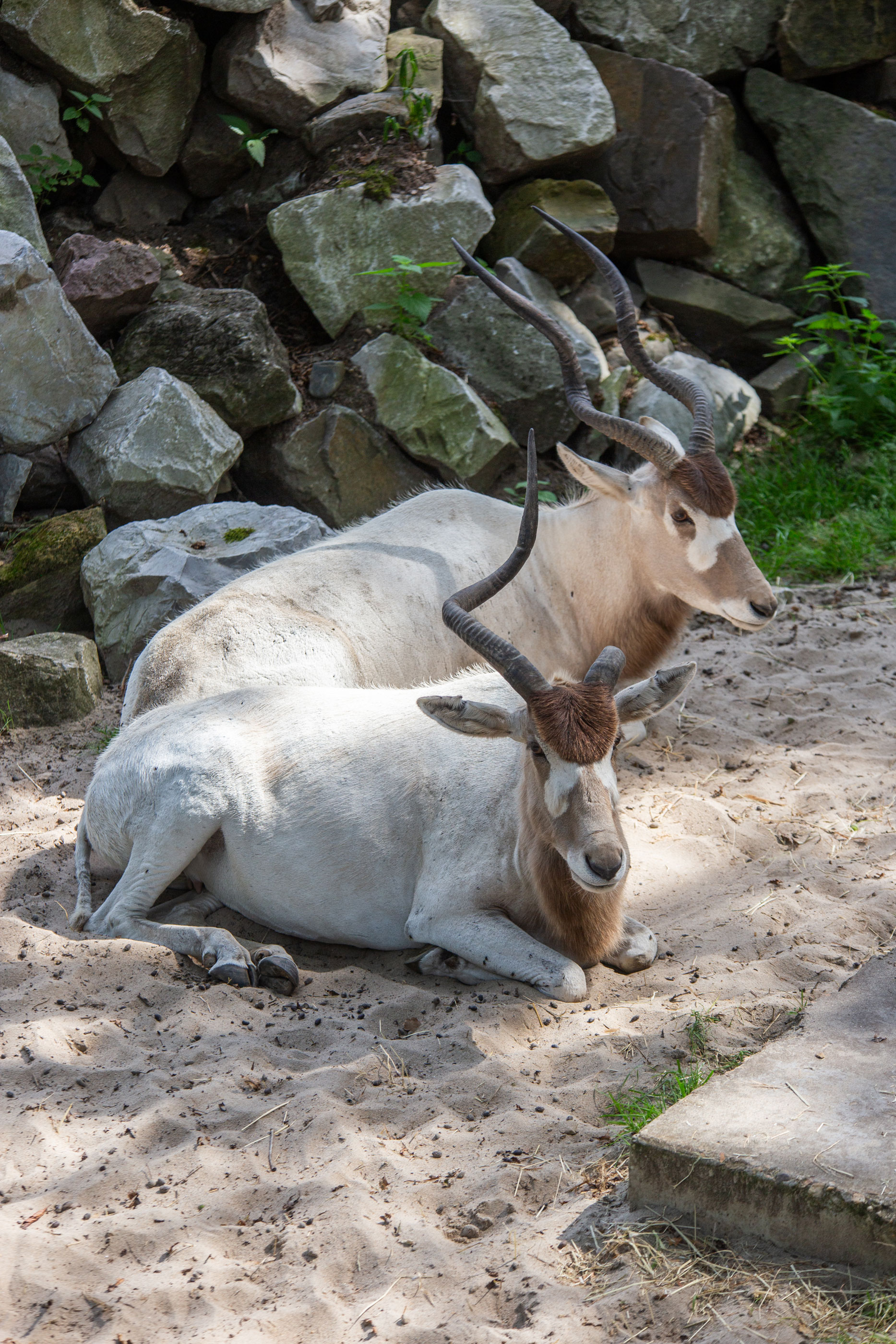 addax ligt uit te rusten op de stoffige grond naast een rotsachtige helling, omringd door stenen en schaduw in een vredige buitenomgeving.