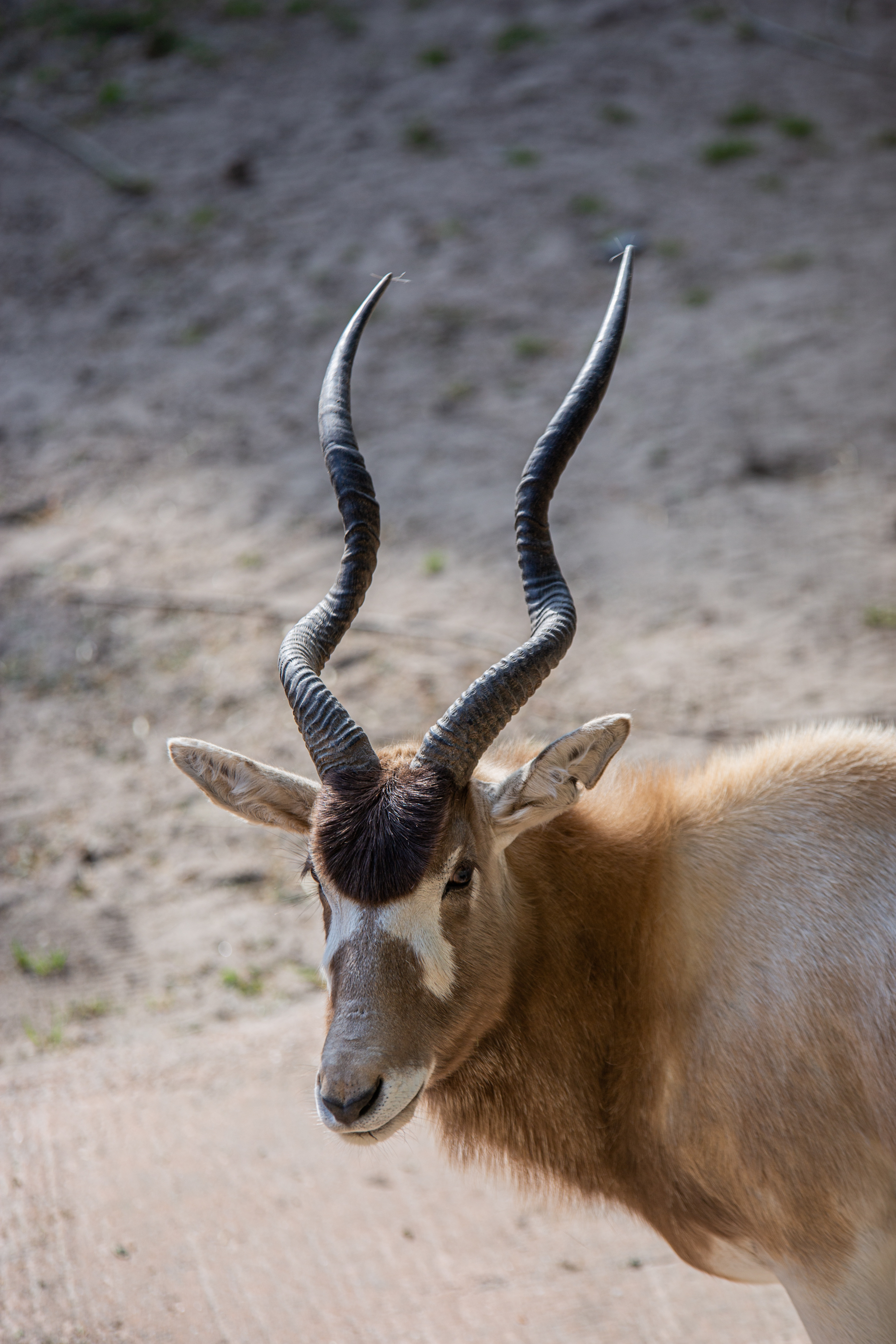 Close-up van een bruine antilope met lange, gebogen hoorns die haar kop laat zakken tegen een zandgrijze achtergrond, waardoor een rustige, natuurlijke sfeer ontstaat.