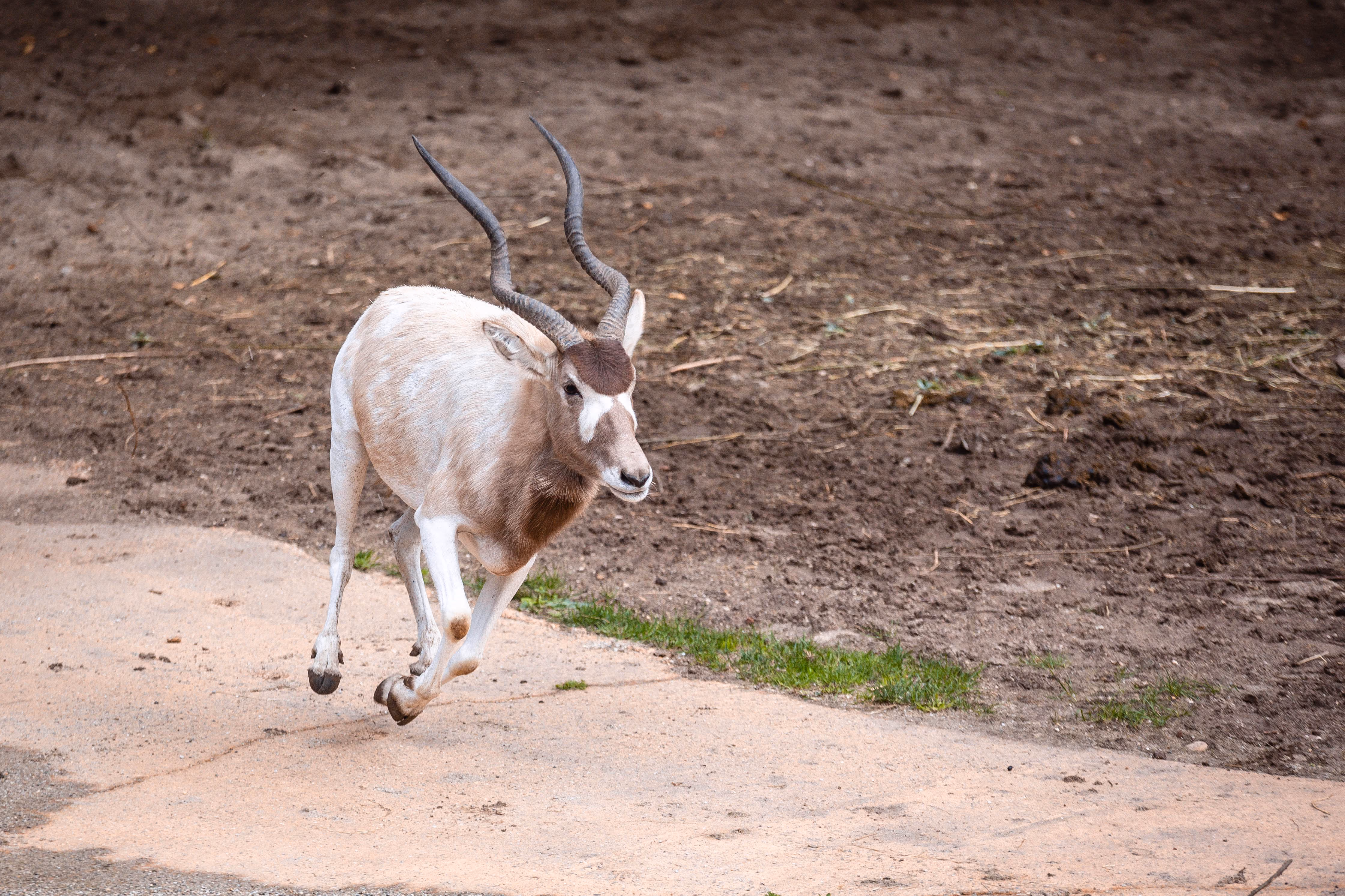 Een addax loopt over een stoffig pad langs gezien van achteren in een rustig landelijk buitenlandschap.