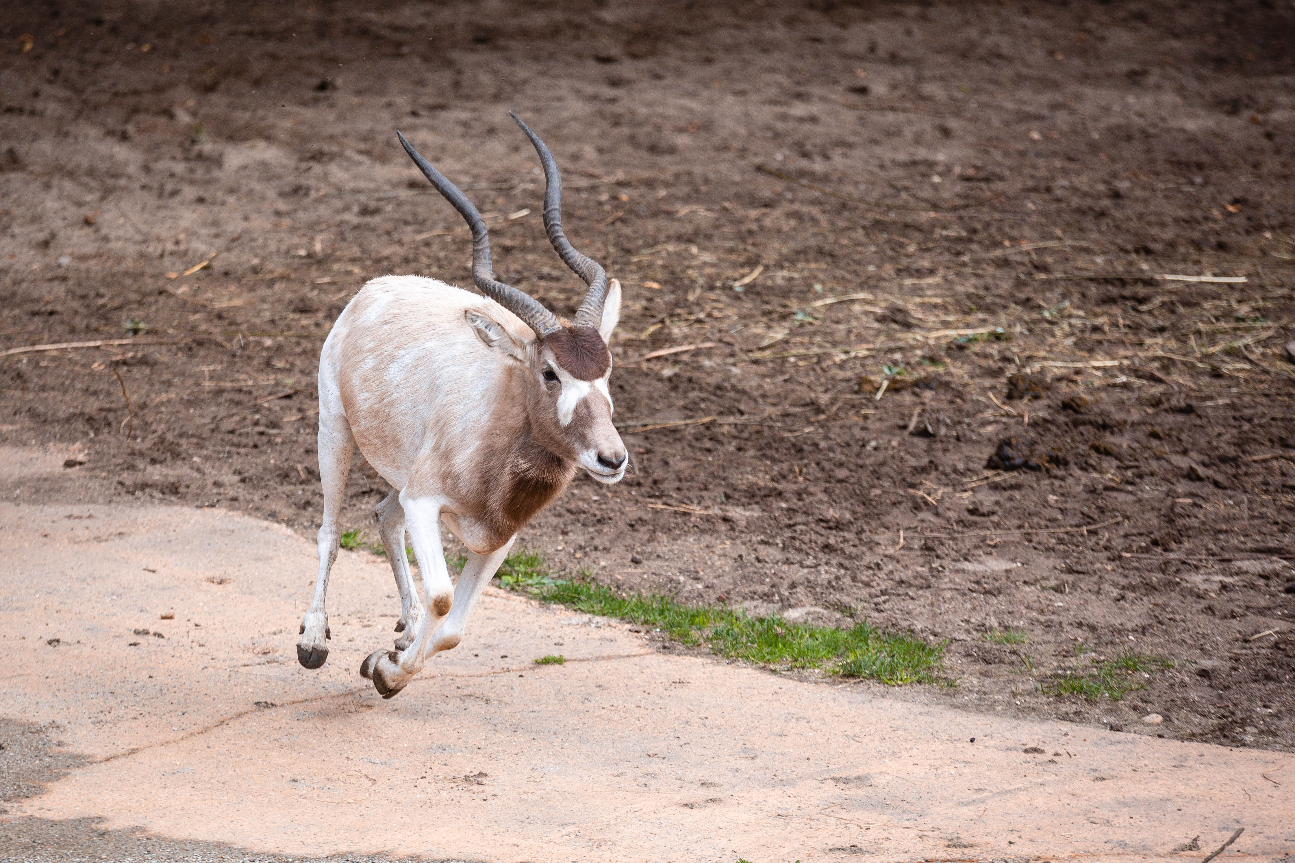 Een addax loopt over een stoffig pad langs gezien van achteren in een rustig landelijk buitenlandschap.