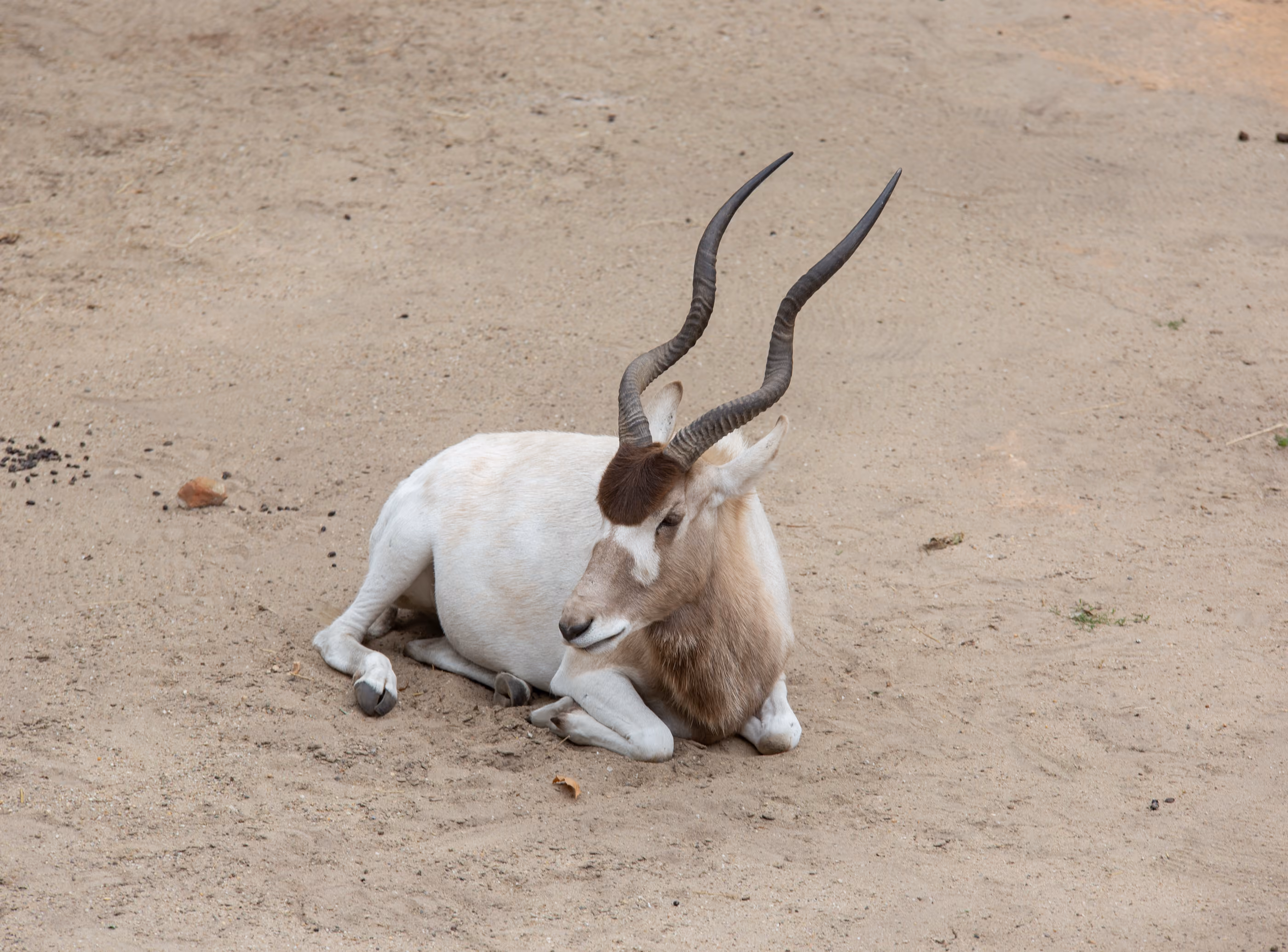 Een witte antilope met lange, gebogen hoorns ligt met gebogen kop op de zandgrond, wat een rustig en kalm oogt