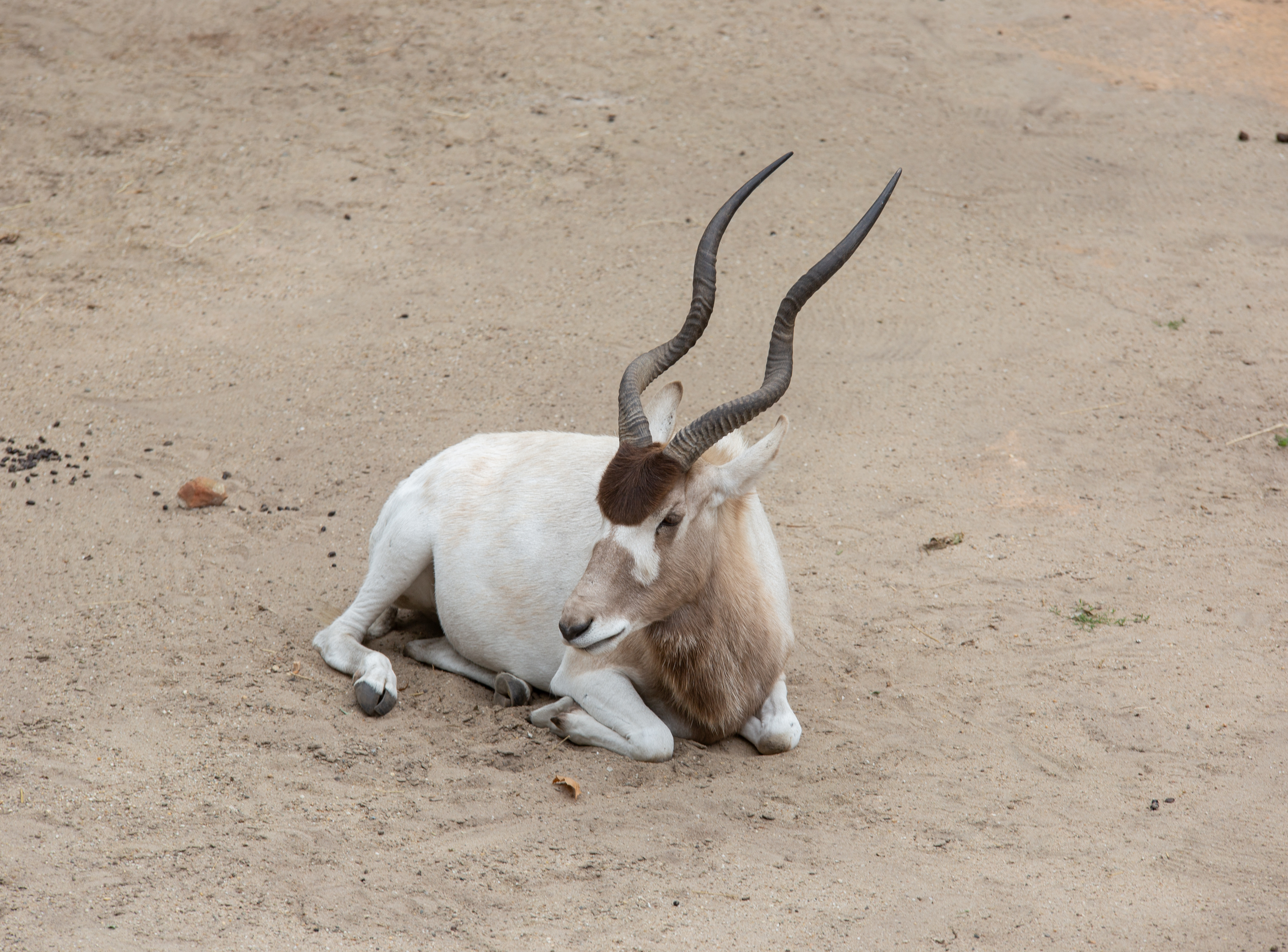 Een witte antilope met lange, gebogen hoorns ligt met gebogen kop op de zandgrond, wat een rustig en kalm oogt