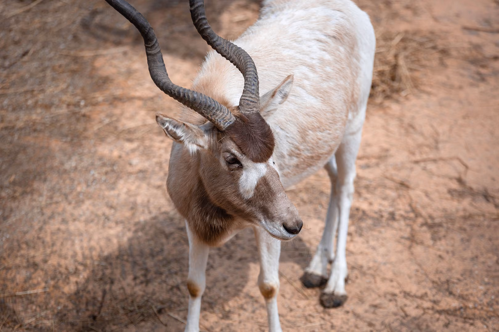 Een antilope met spiraalvormige hoorns staat op droge, stoffige grond; haar bruin-witte kop is in een rustige, nieuwsgierige houding naar de camera gekeerd.