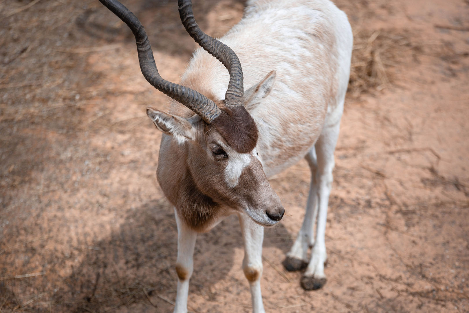 Een antilope met spiraalvormige hoorns staat op droge, stoffige grond; haar bruin-witte kop is in een rustige, nieuwsgierige houding naar de camera gekeerd.