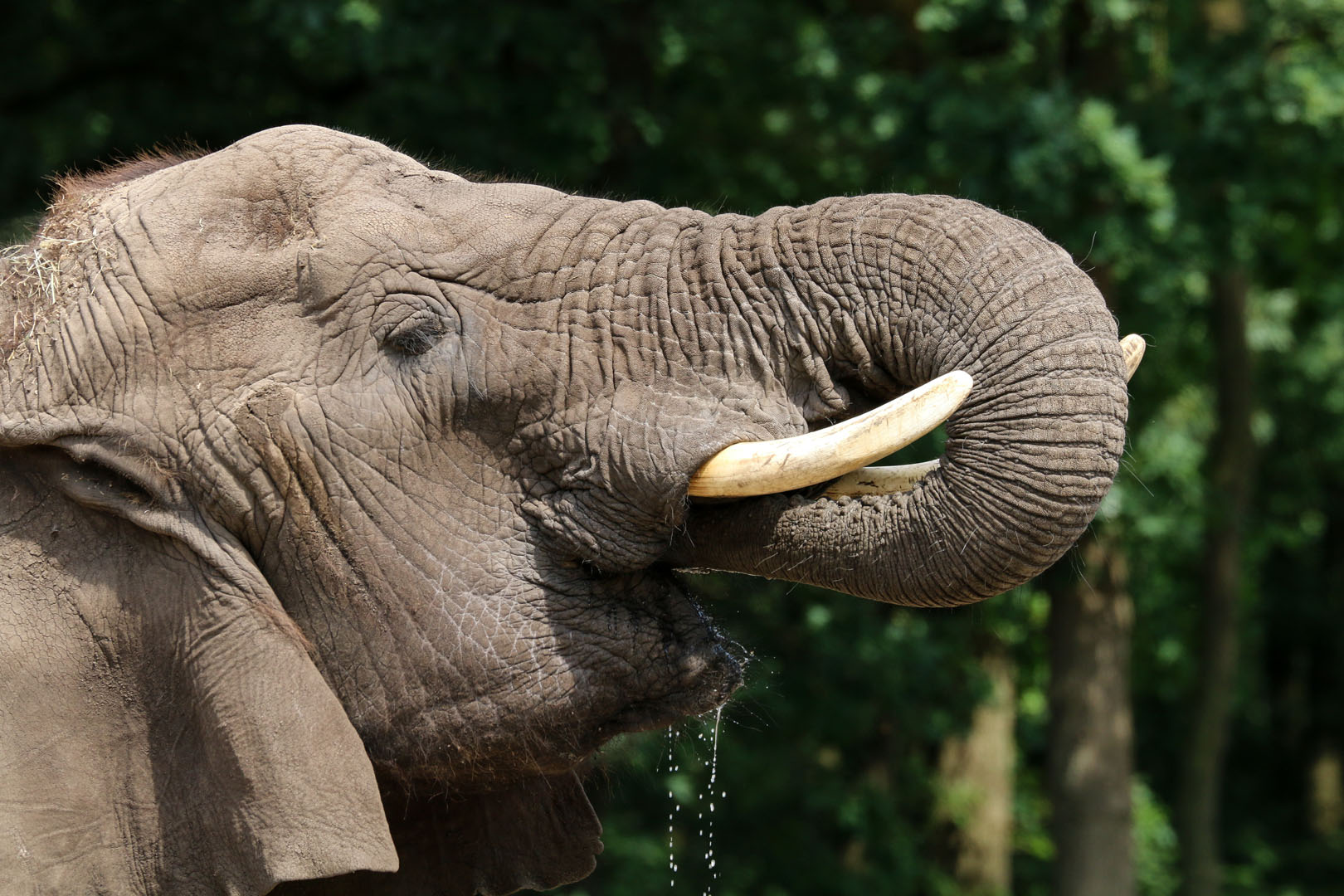 Close-up van een grijze olifant met zijn slurf omhoog en één slagtand zichtbaar, die kracht en oplettende nieuwsgierigheid uitstraalt.