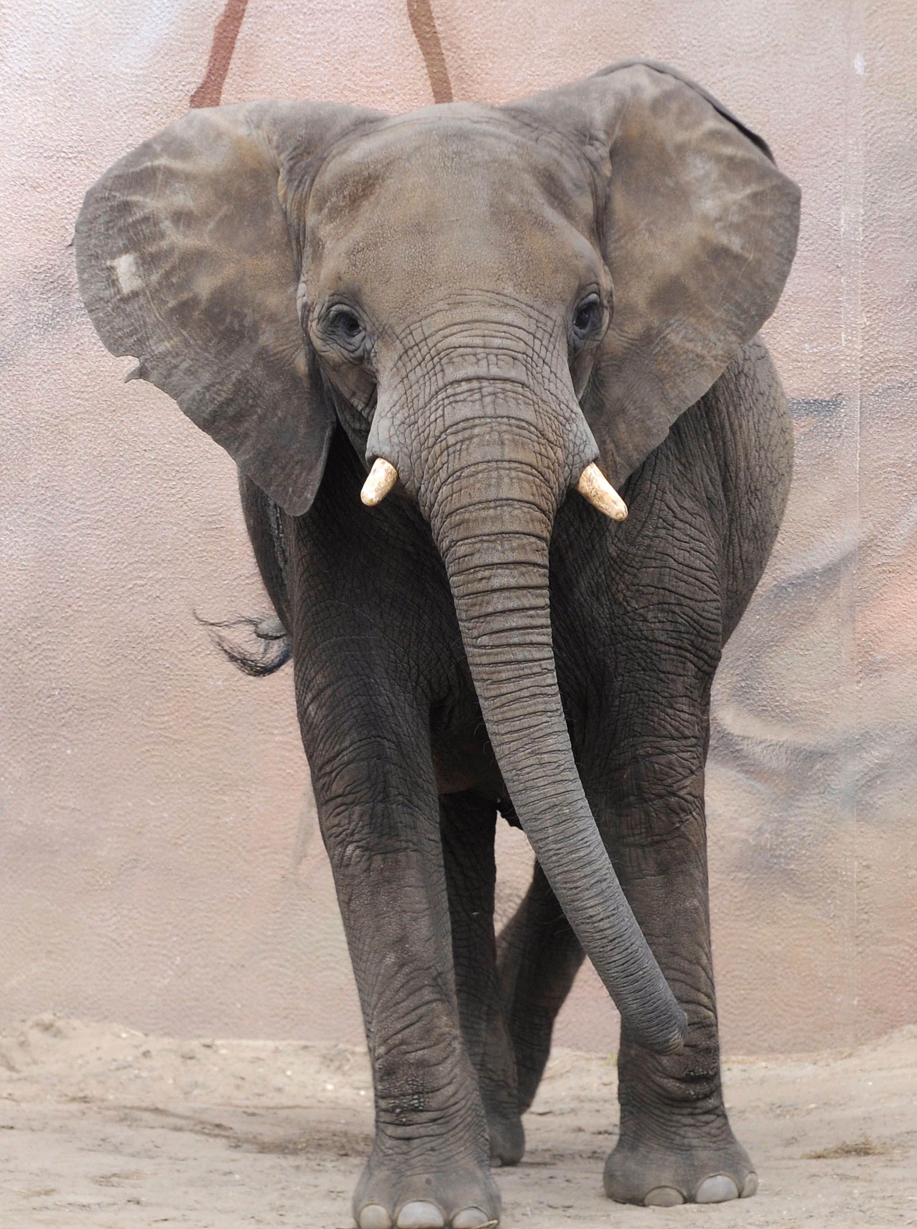 Een Afrikaanse olifant kijkt op een stoffige ondergrond naar de camera, met gespreide oren en zijn slurf hangend tussen zijn slagtanden, wat een indrukwekkend beeld oplevert.