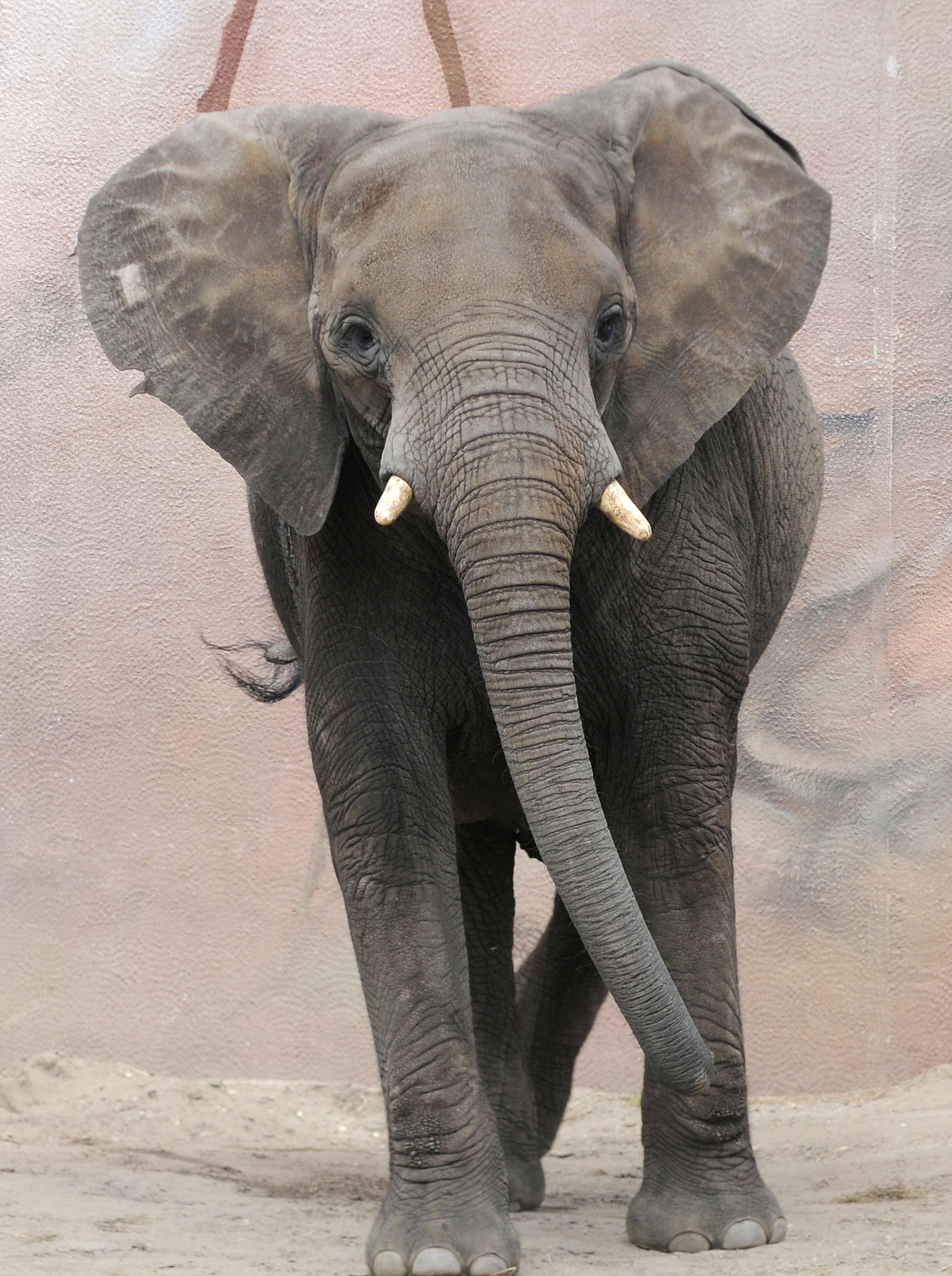 Een Afrikaanse olifant kijkt op een stoffige ondergrond naar de camera, met gespreide oren en zijn slurf hangend tussen zijn slagtanden, wat een indrukwekkend beeld oplevert.