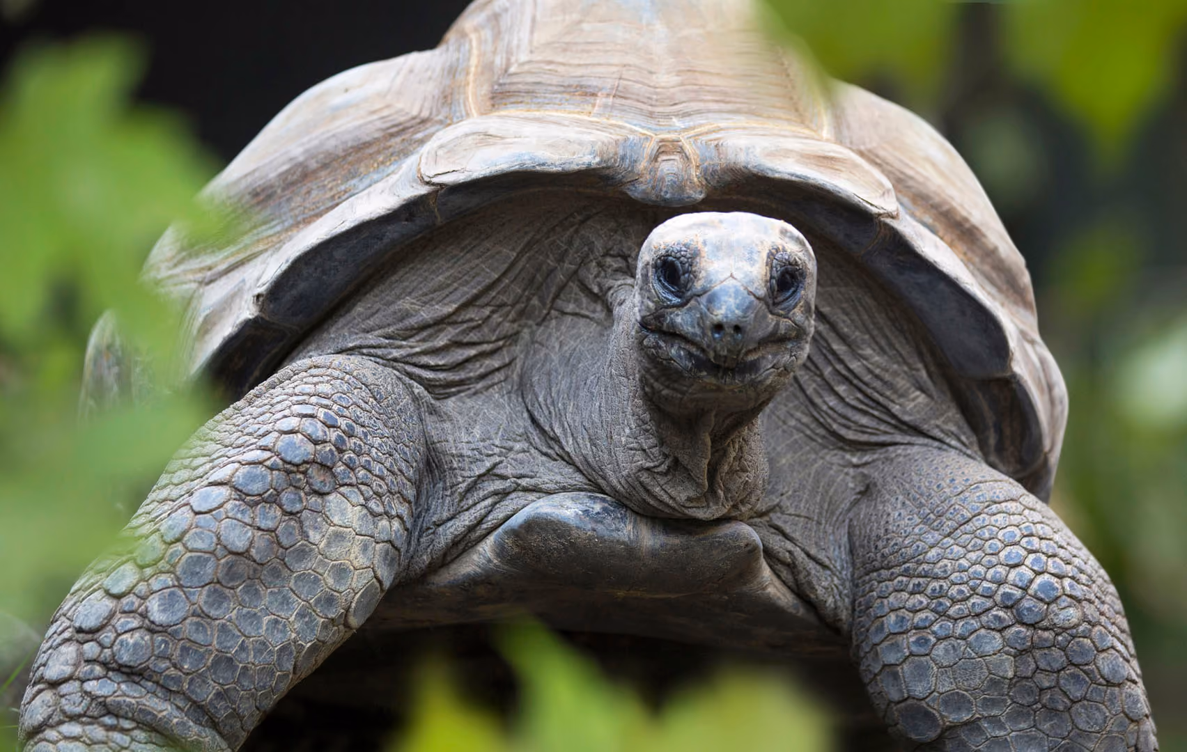 Close-up van een reuzenschildpad die naar de camera kijkt, met een gerimpelde grijze kop, een breed schild, stevige poten en zachtgroen gebladerte op de achtergrond.