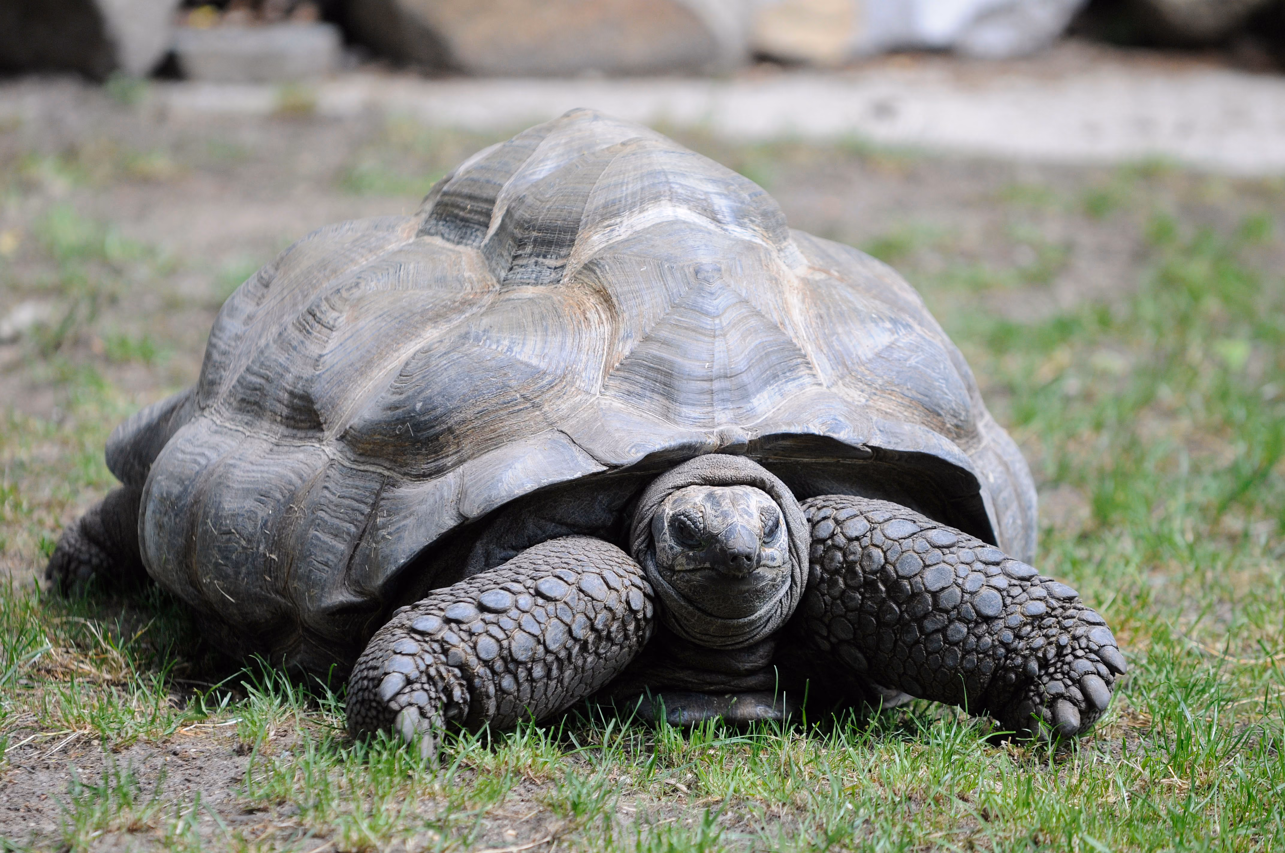 Een reuzenschildpad rust op het gras; zijn koepelvormige schild en gerimpelde poten zijn goed te zien terwijl hij met een rustige, nieuwsgierige uitstraling naar de camera kijkt.