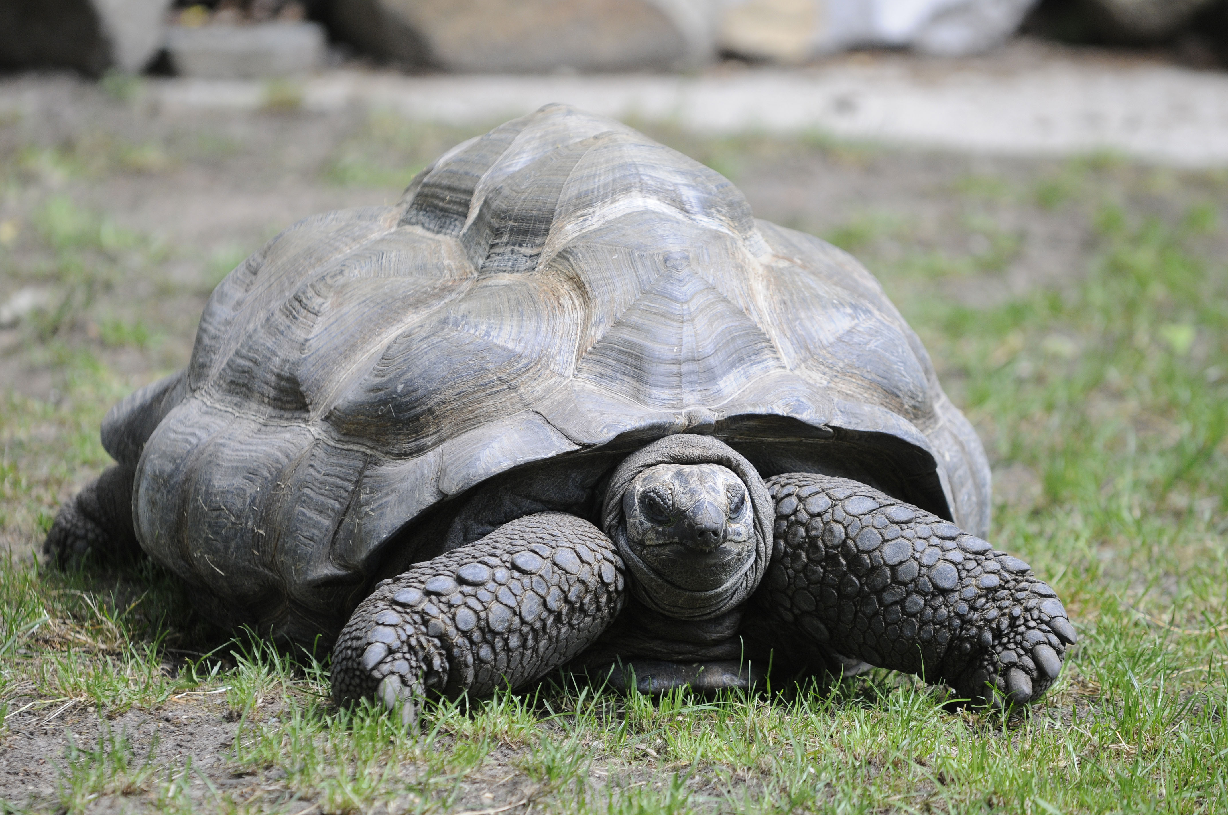 Een reuzenschildpad rust op het gras; zijn koepelvormige schild en gerimpelde poten zijn goed te zien terwijl hij met een rustige, nieuwsgierige uitstraling naar de camera kijkt.