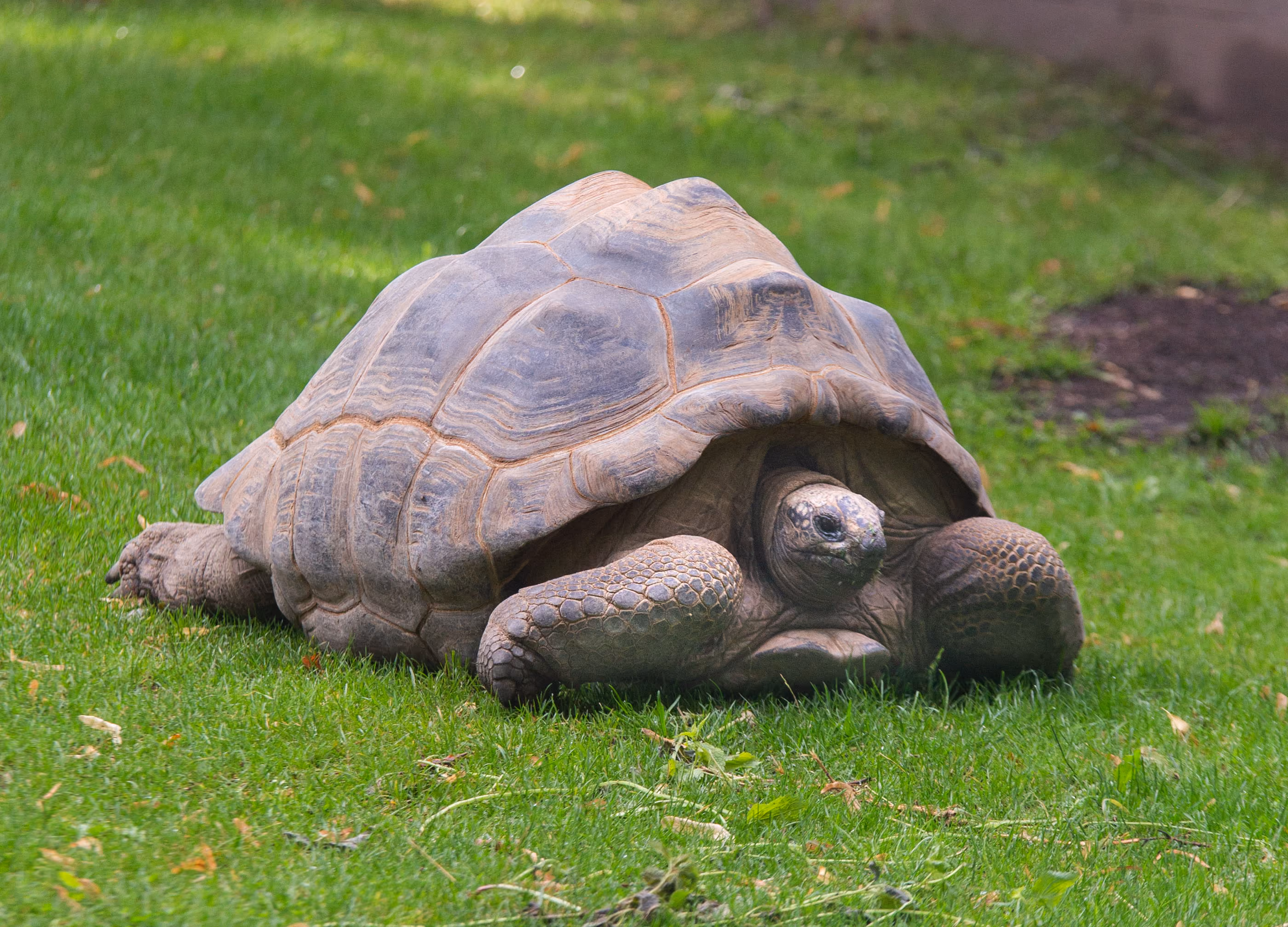 Een reuzenschildpad rust op groen gras; haar geribbelde schild en gerimpelde kop zijn goed te zien terwijl ze rustig naar de camera kijkt.