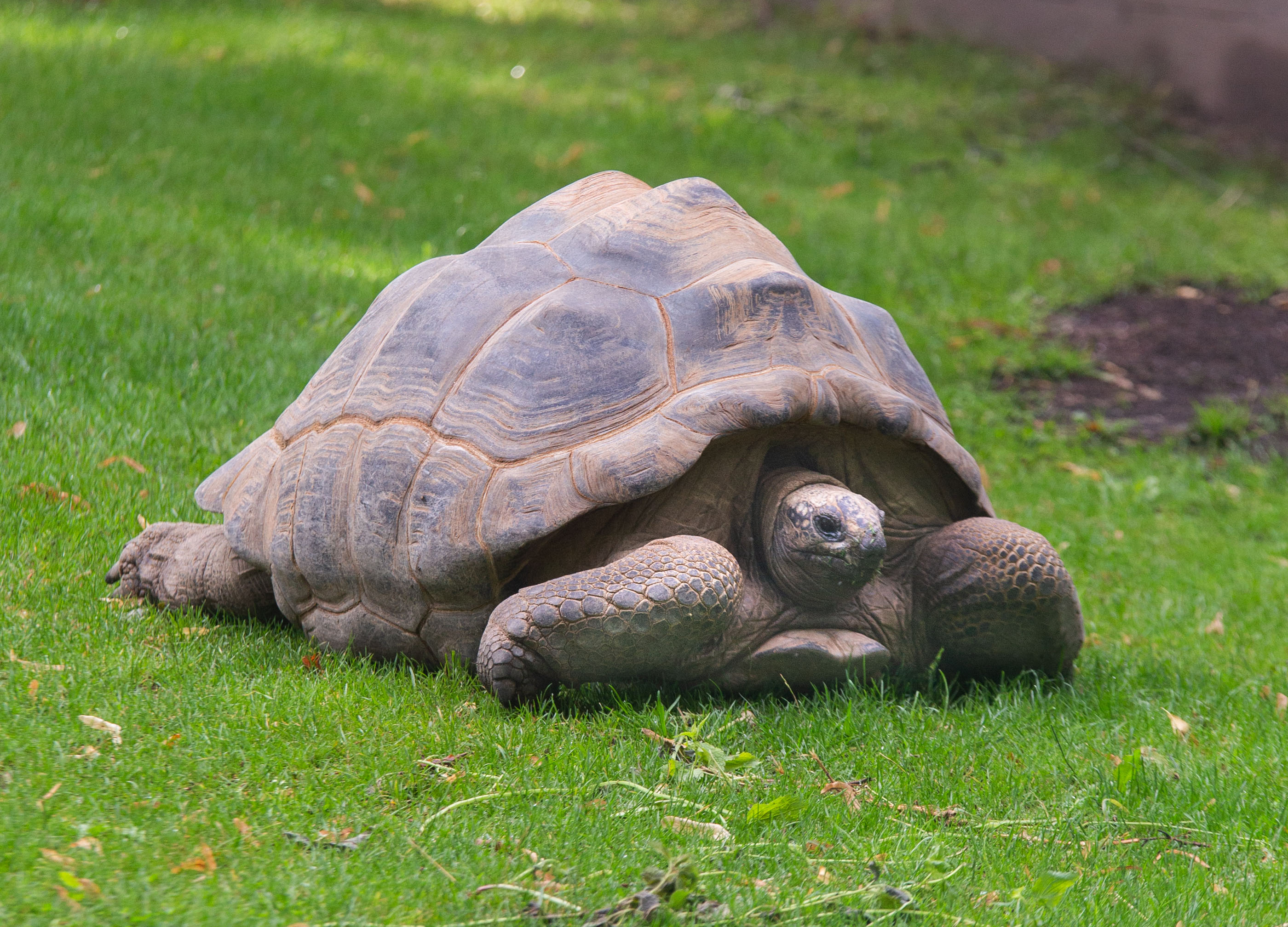 Een reuzenschildpad rust op groen gras; haar geribbelde schild en gerimpelde kop zijn goed te zien terwijl ze rustig naar de camera kijkt.