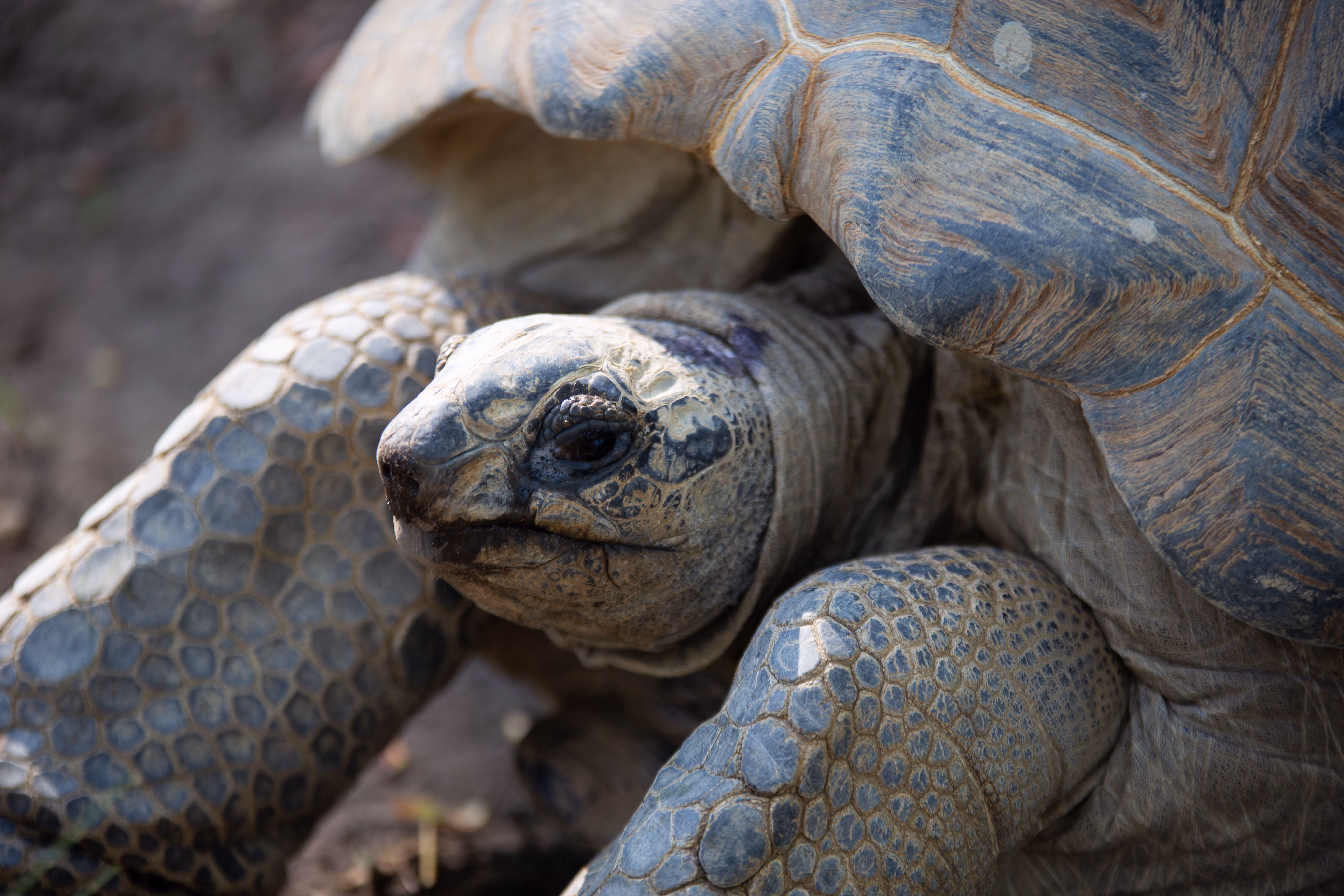 Close-up van een grijze schildpad met een geribbeld schild en een gerimpelde huid, die rustig ligt tegen een ingetogen, aardse achtergrond.