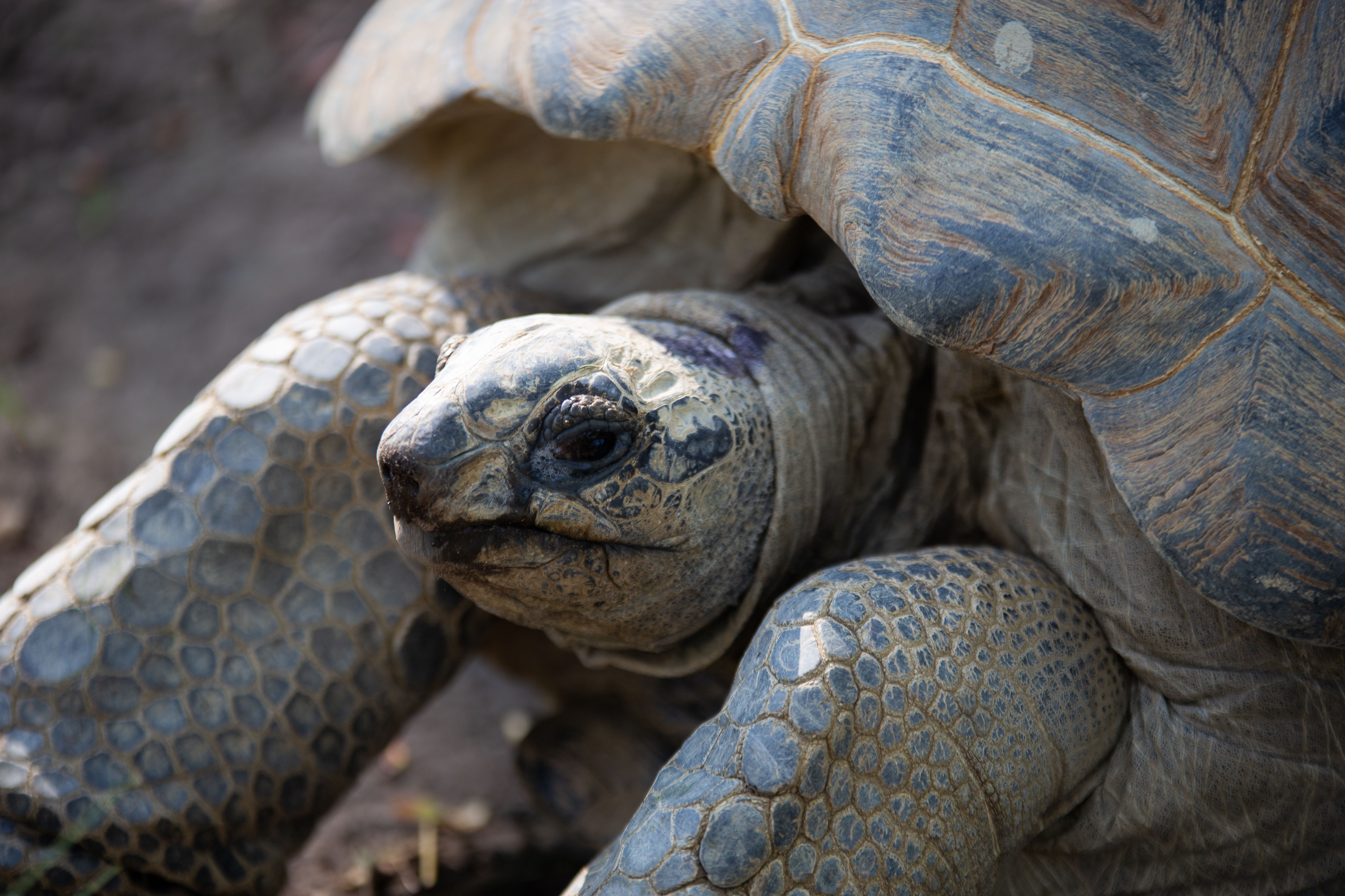 Close-up van een grijze schildpad met een geribbeld schild en een gerimpelde huid, die rustig ligt tegen een ingetogen, aardse achtergrond.