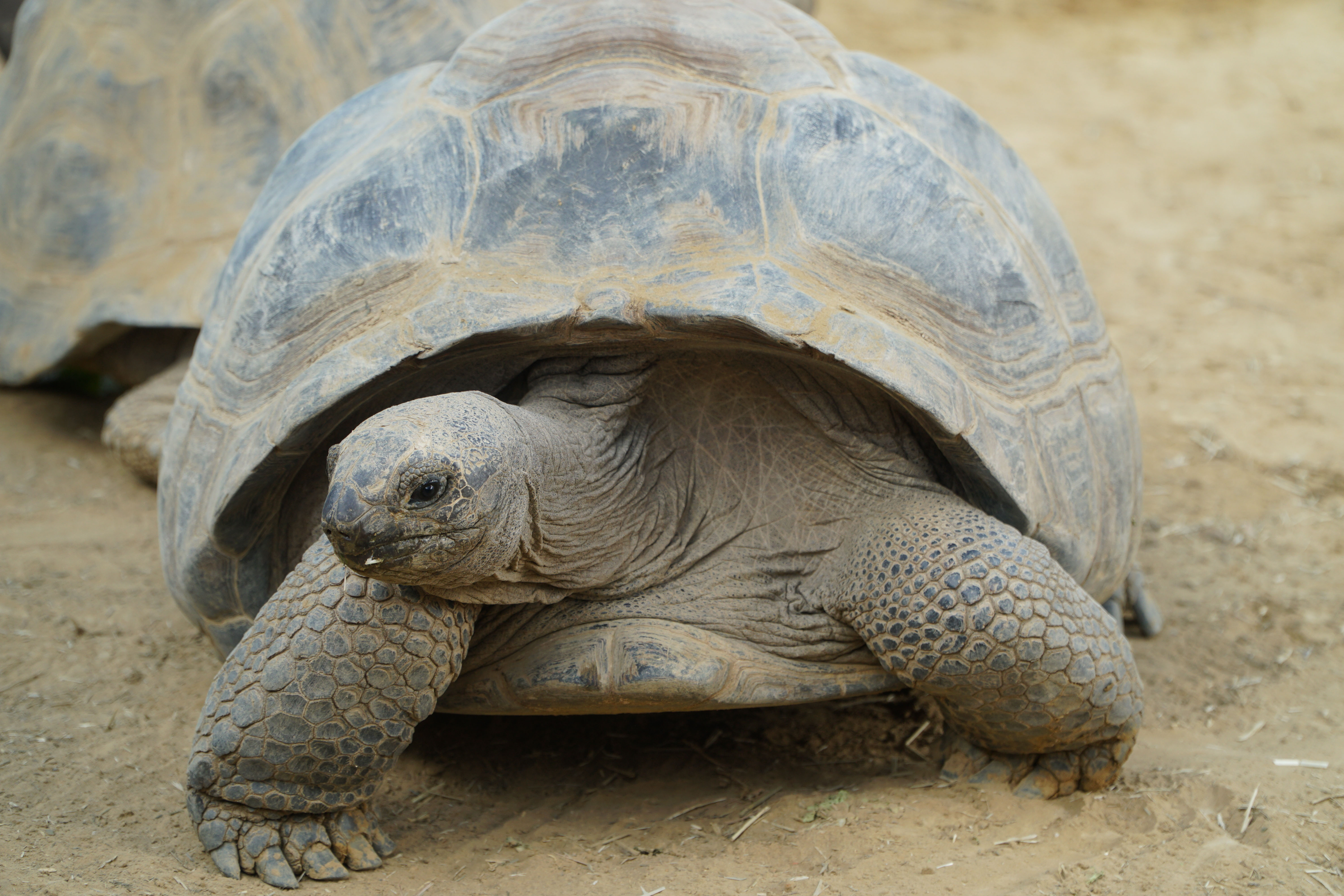 Een reuzenschildpad kruipt over zanderige grond, met zijn bolvormige schild boven zijn kop en poten uitgestoken, wat een merkwaardige, vastberaden indruk wekt.