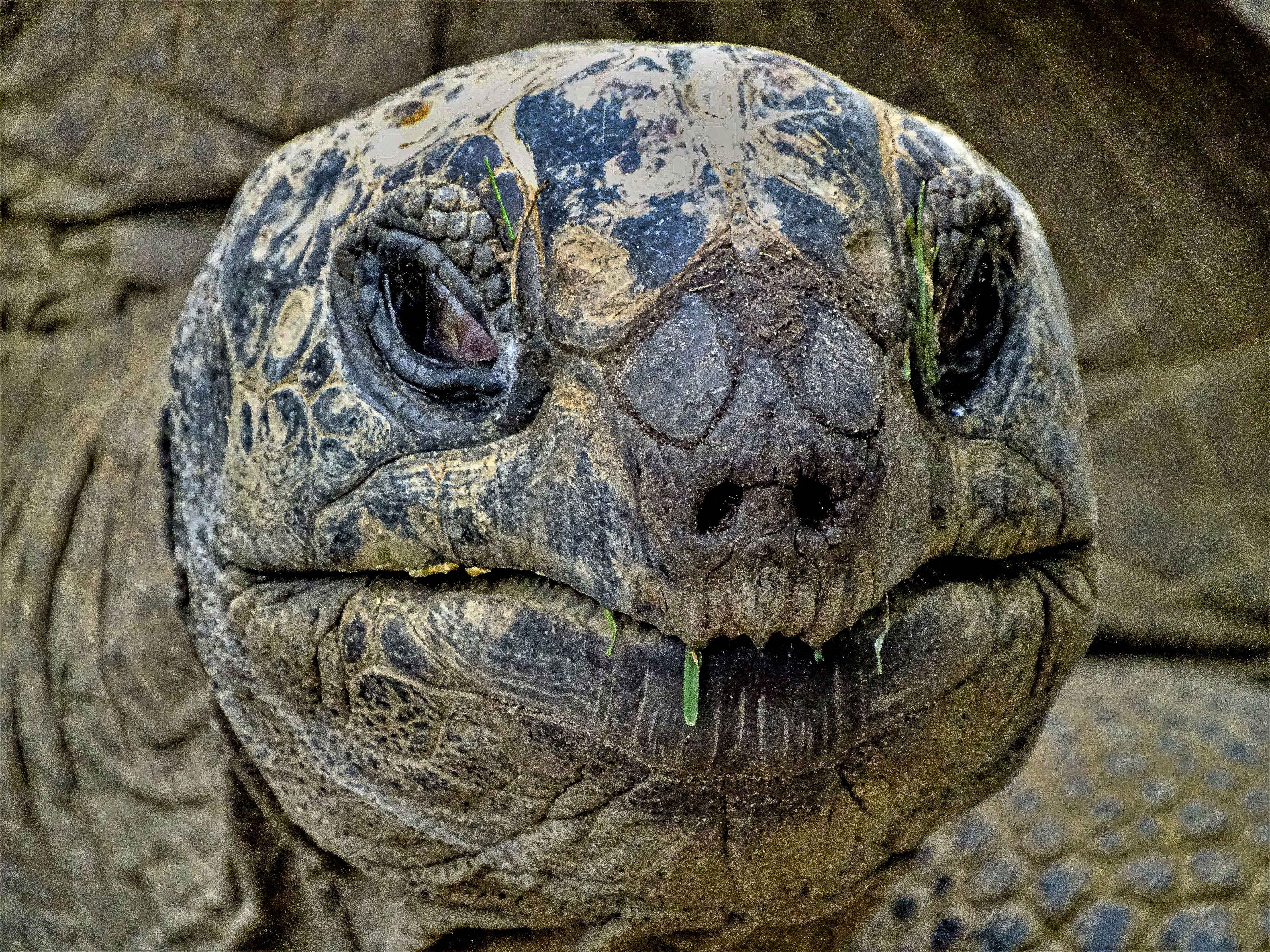 Een close-up van een grijze reuzenschildpad die voor zich uit tuurt, met een gestructureerde huid, heldere ogen en een licht geopende bek