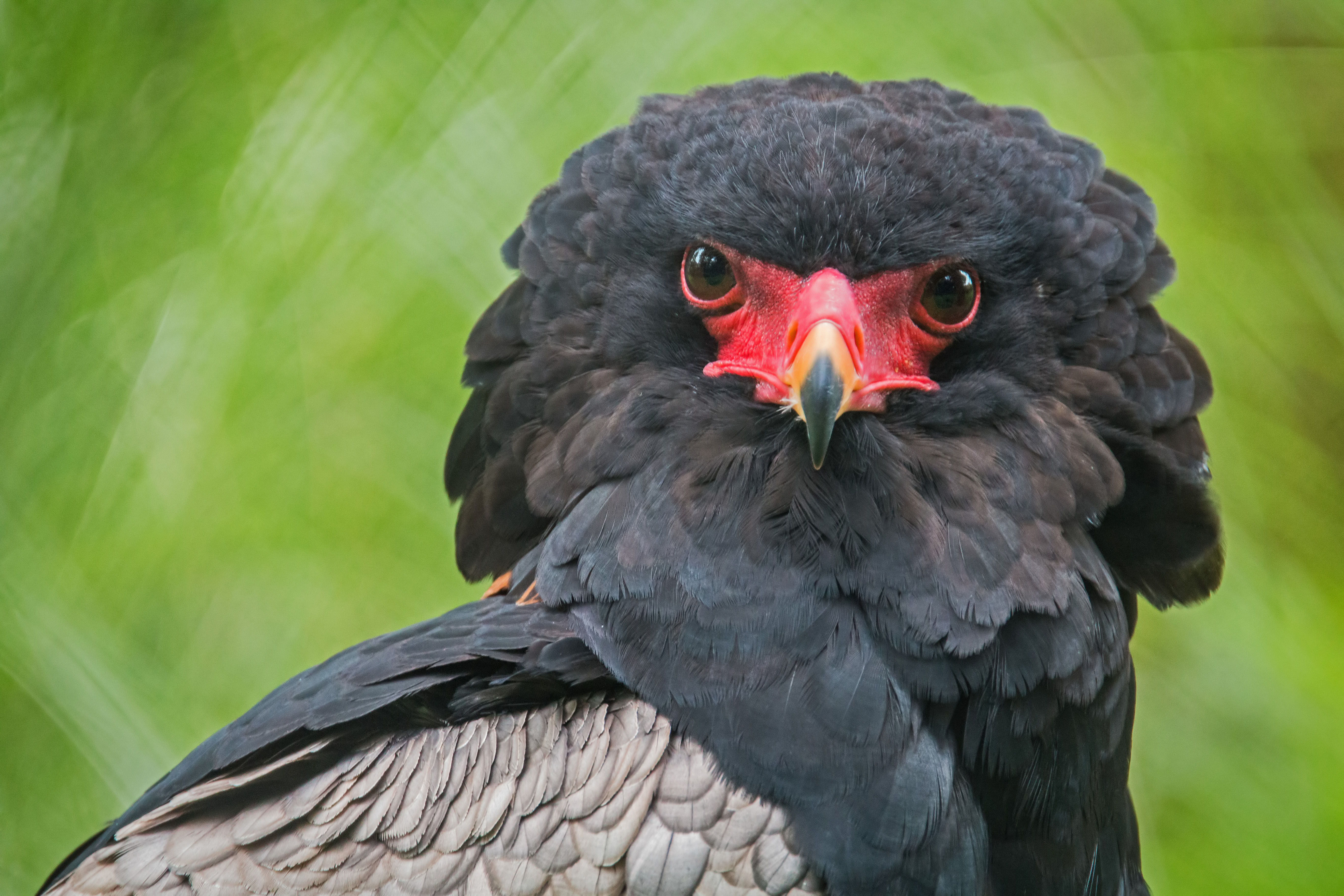 Een afbeelding van een bateleur in Ouwehands Dierenpark