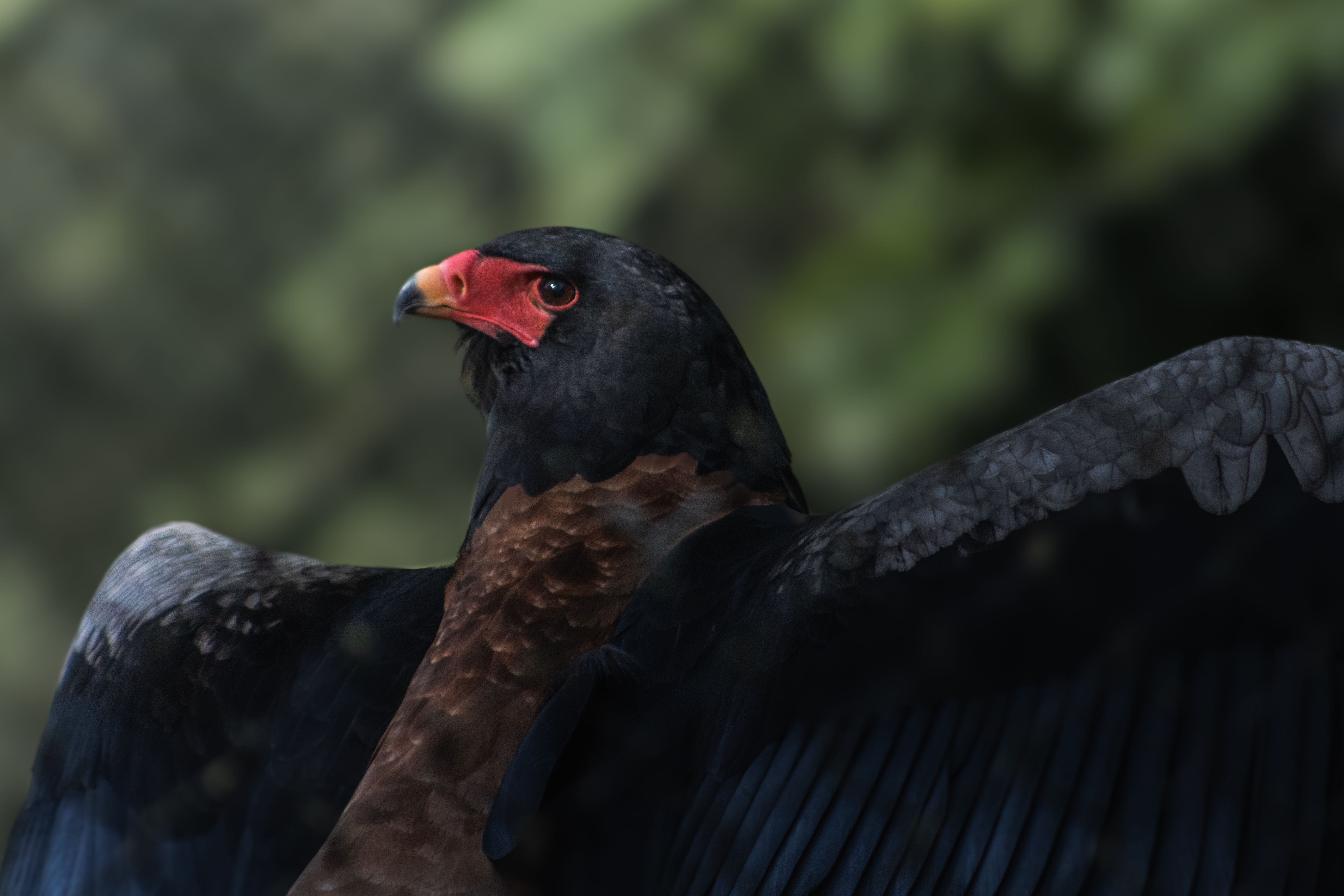 Een foto van een bateleur in Ouwehands Dierenpark