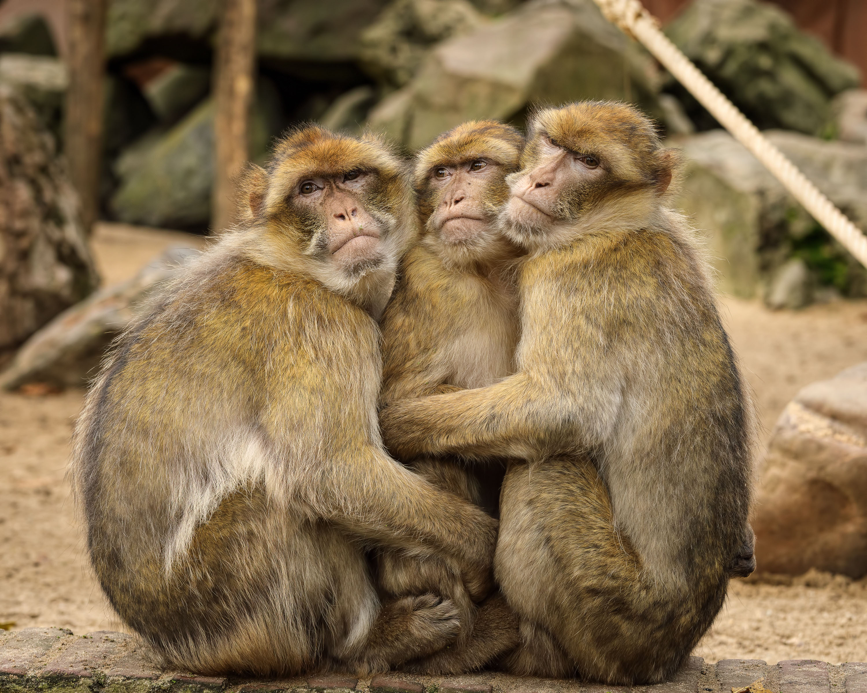 Een afbeelding van berberapen in Ouwehands Dierenpark