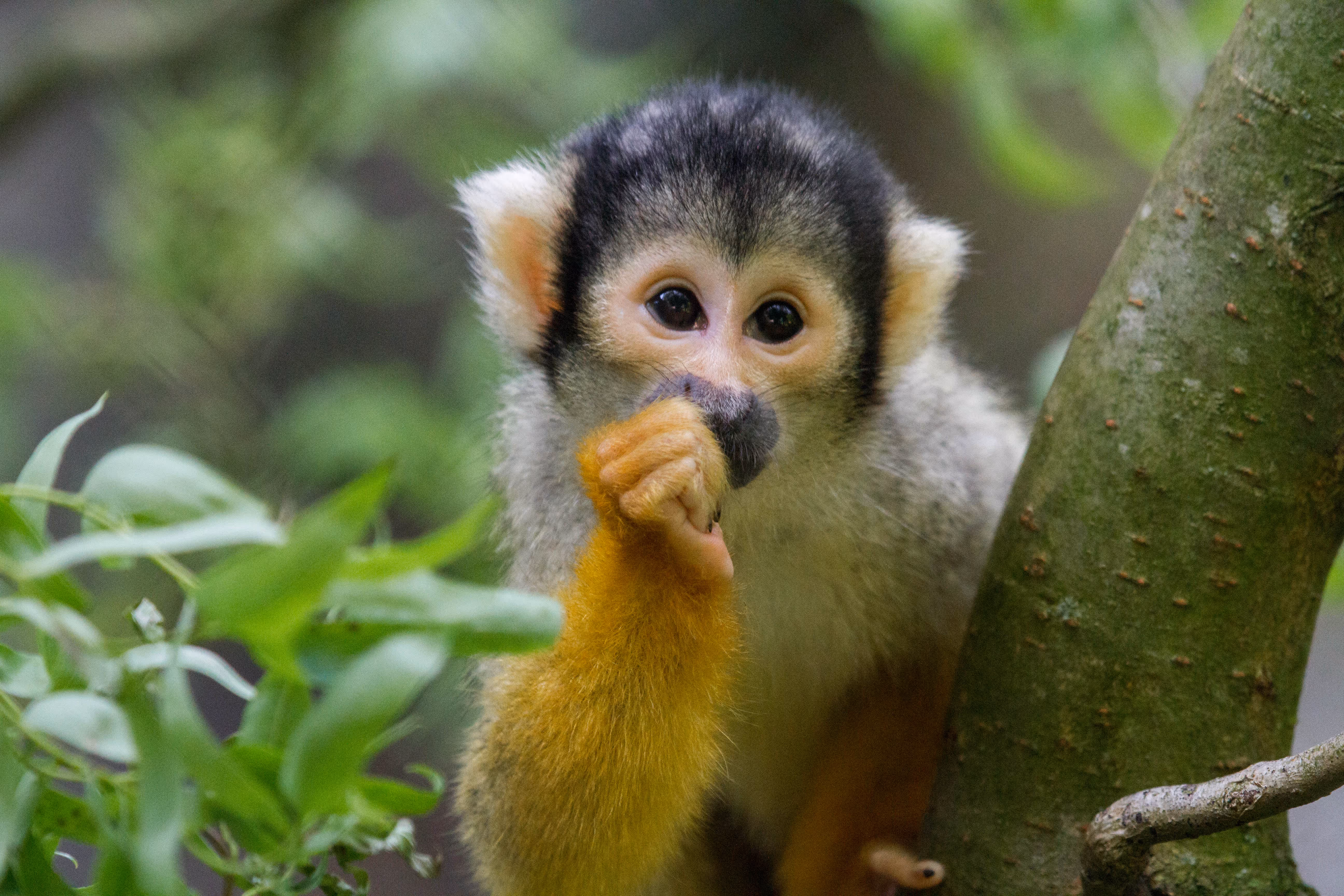 Een afbeelding van een doodshoofdaapje in Ouwehands Dierenpark