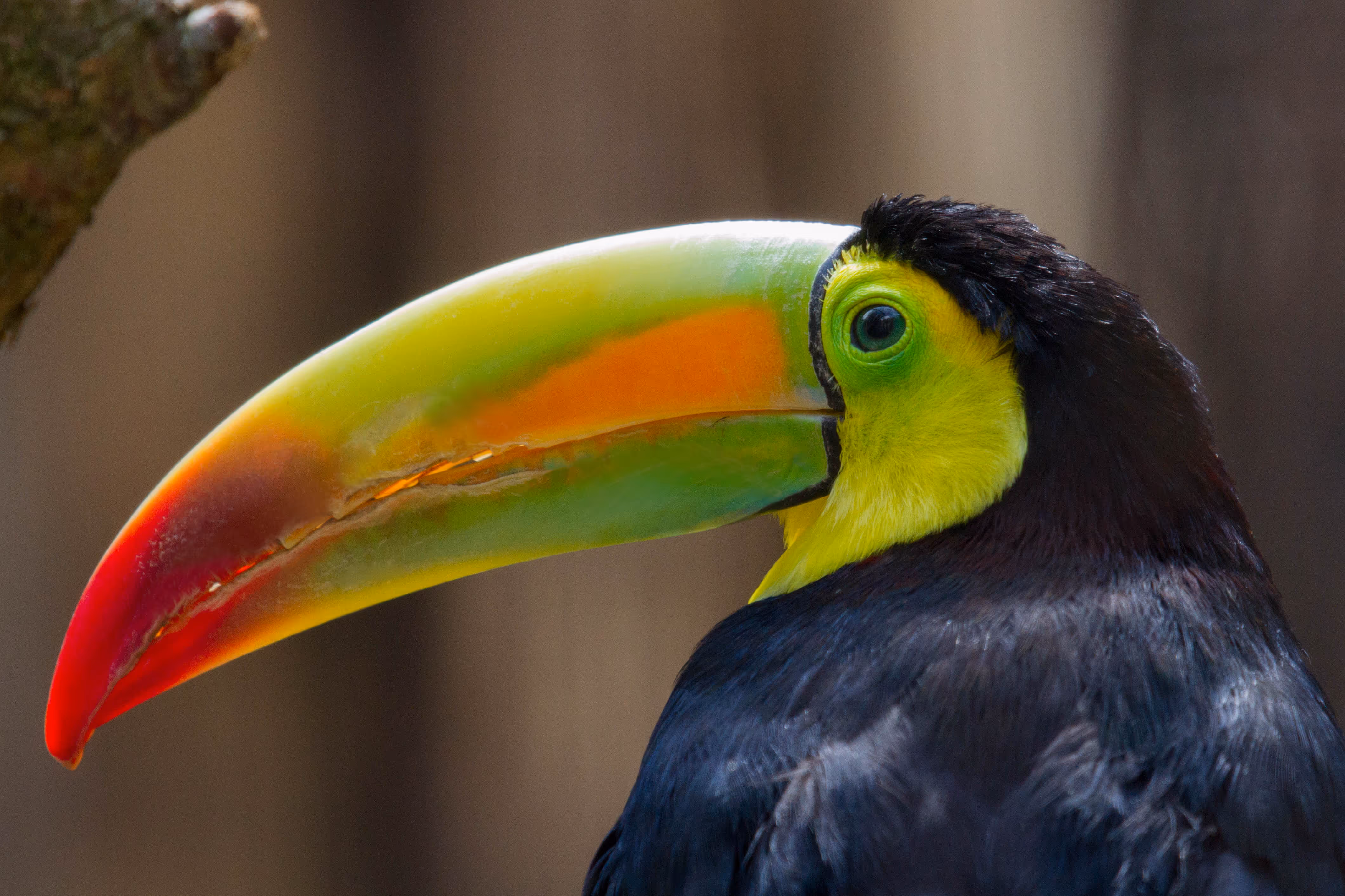 Een afbeelding van een zwavelborsttoekan in Ouwehands Dierenpark