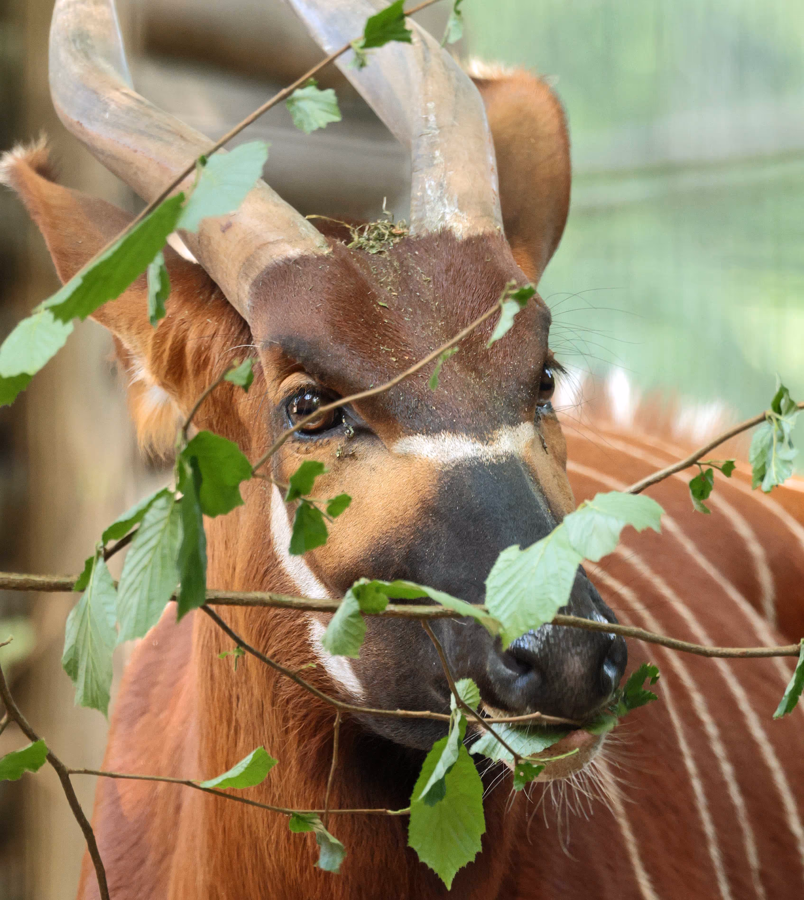 Afbeelding van een bergbongo in Ouwehands Dierenpark