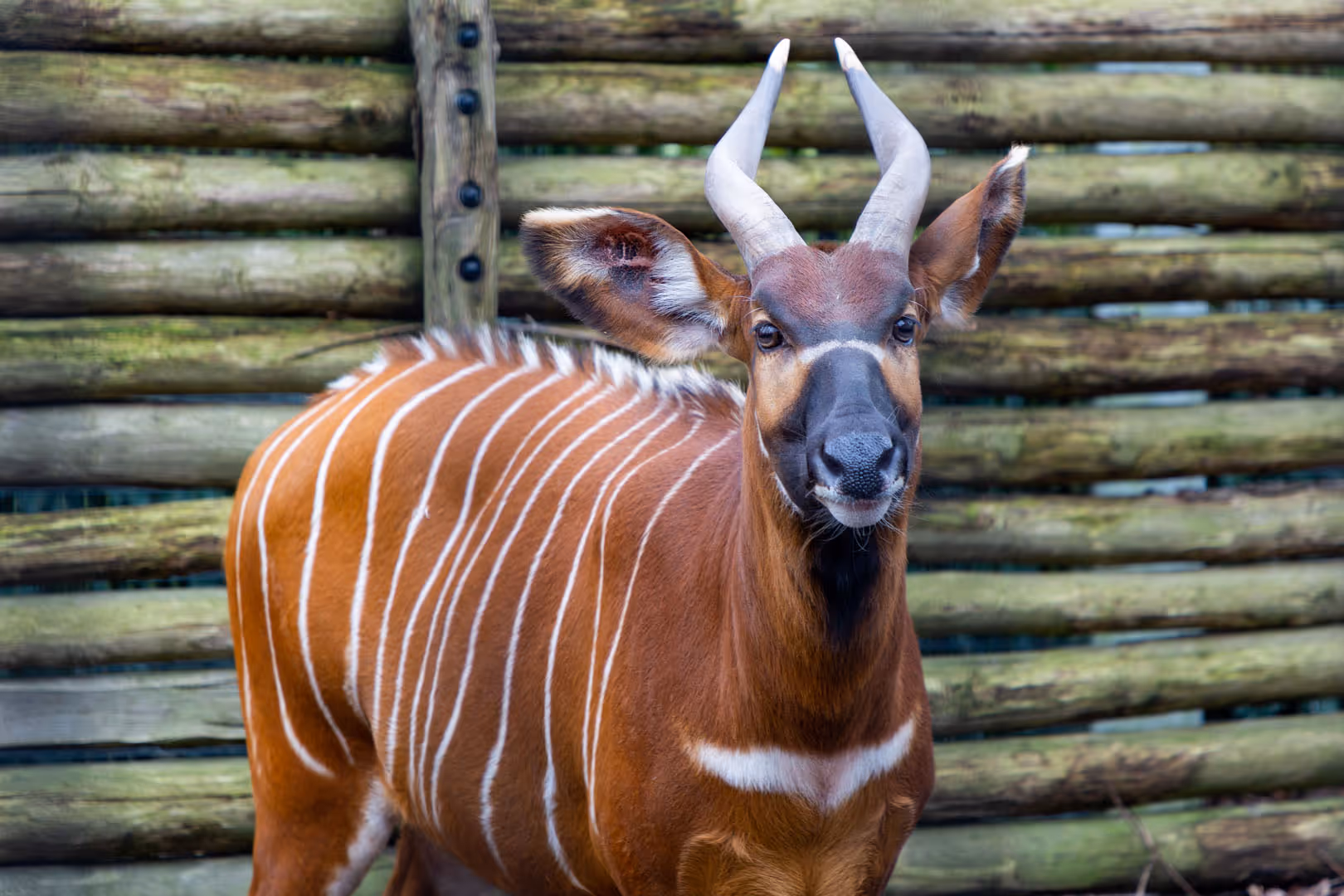 Afbeelding van een bongo in Ouwehands Dierenpark