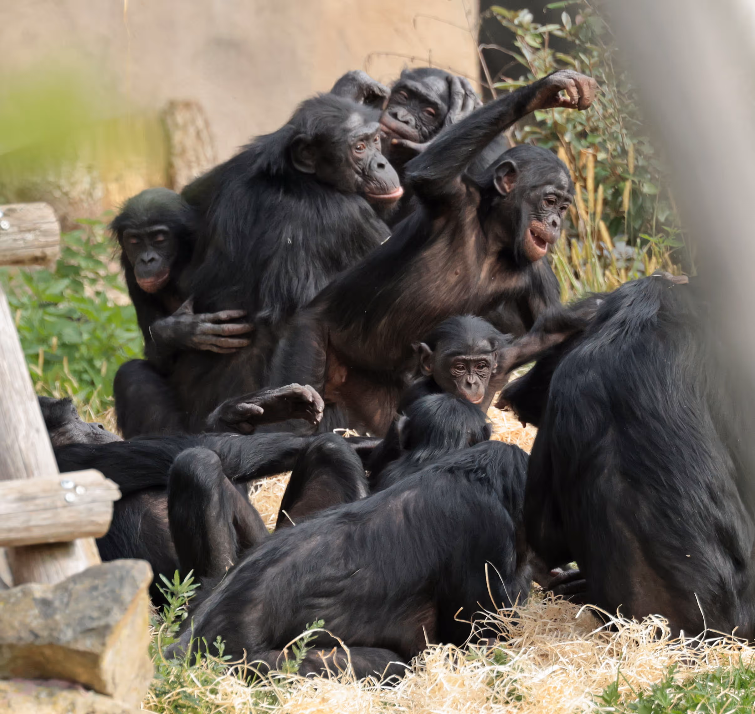 Afbeelding met bonobo's in Ouwehands Dierenpark