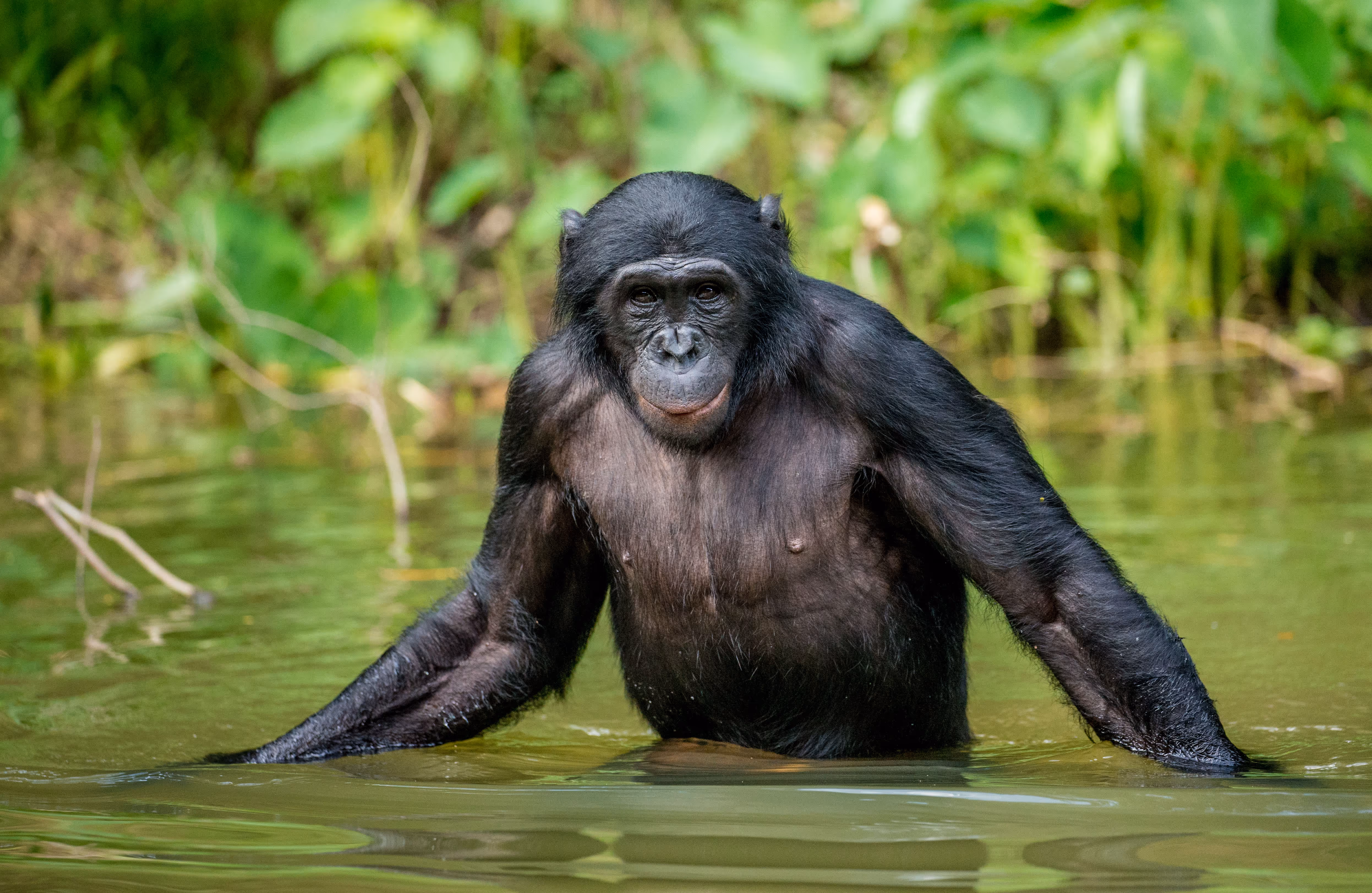 Afbeelding van bonobo's in Ouwehands Dierenpark