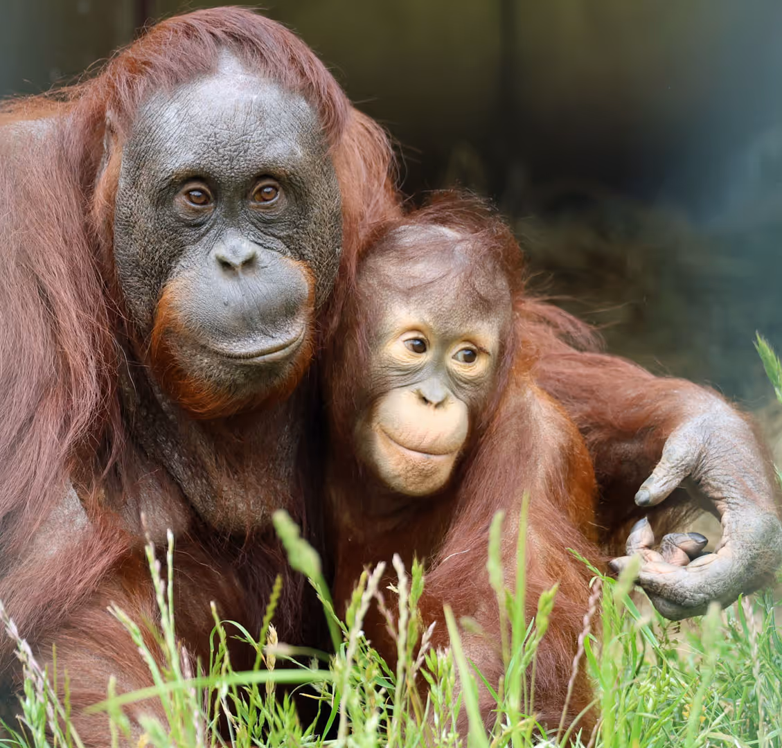 Een afbeelding van orang-oetans in Ouwehands Dierenpark