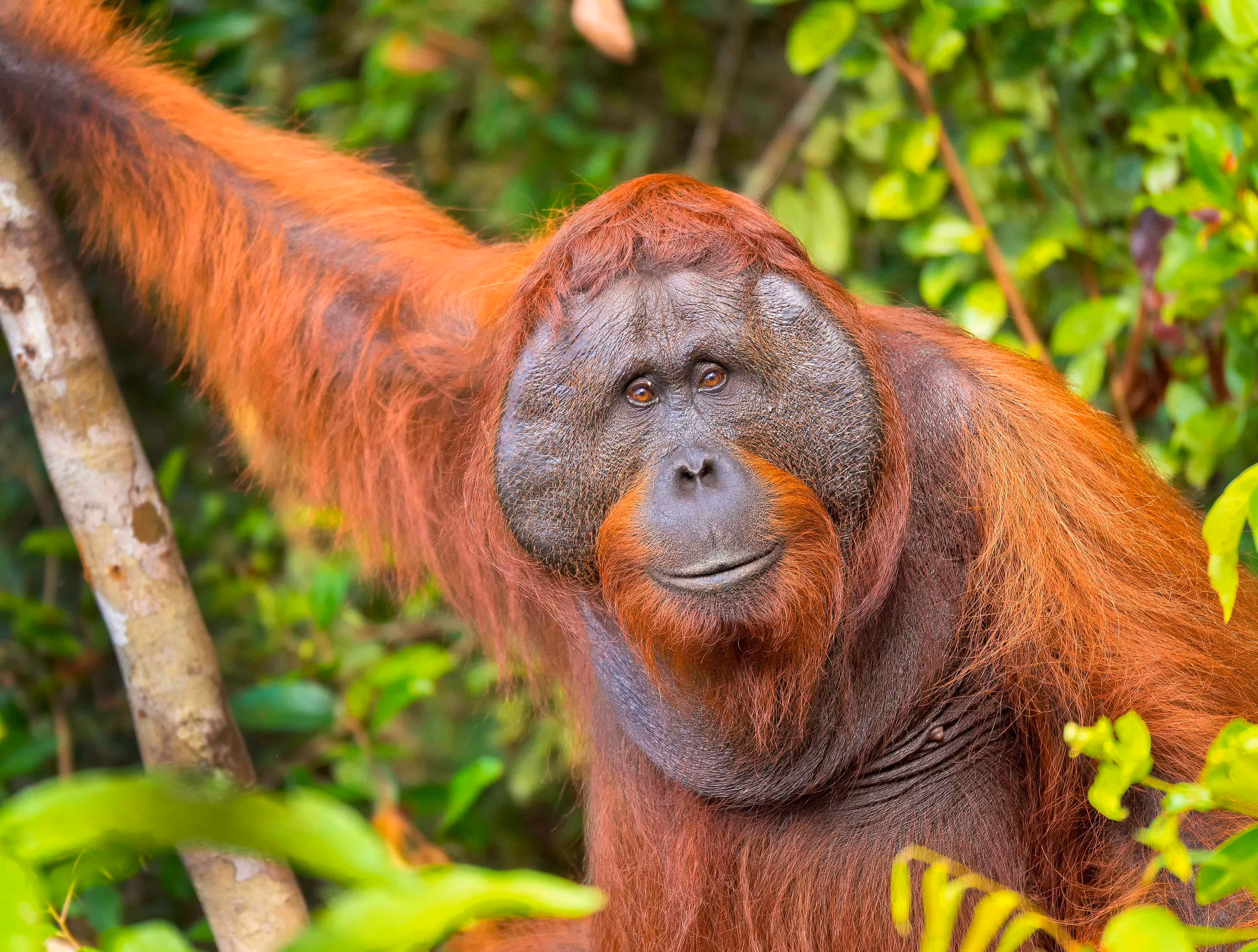 Afbeelding van een orang-oetan in Ouwehands Dierenpark