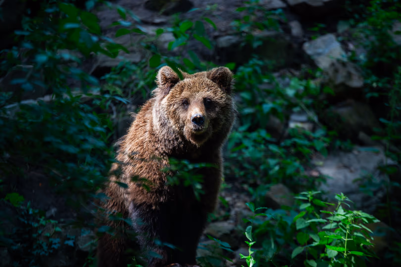 Een afbeelding van de bruine beer in Ouwehands Dierenpark