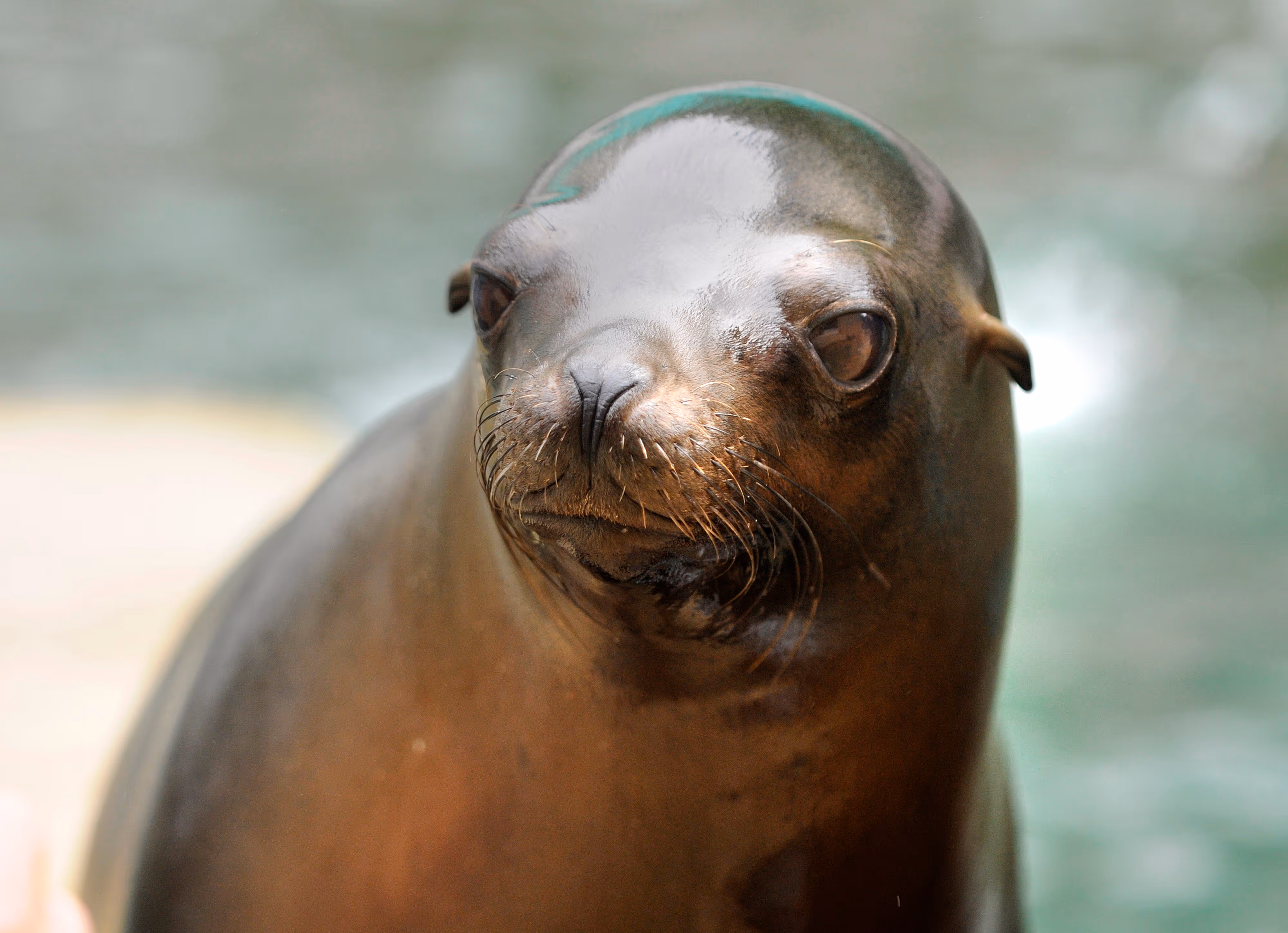 Afbeelding van een Californische zeeleeuw in Ouwehands Dierenpark