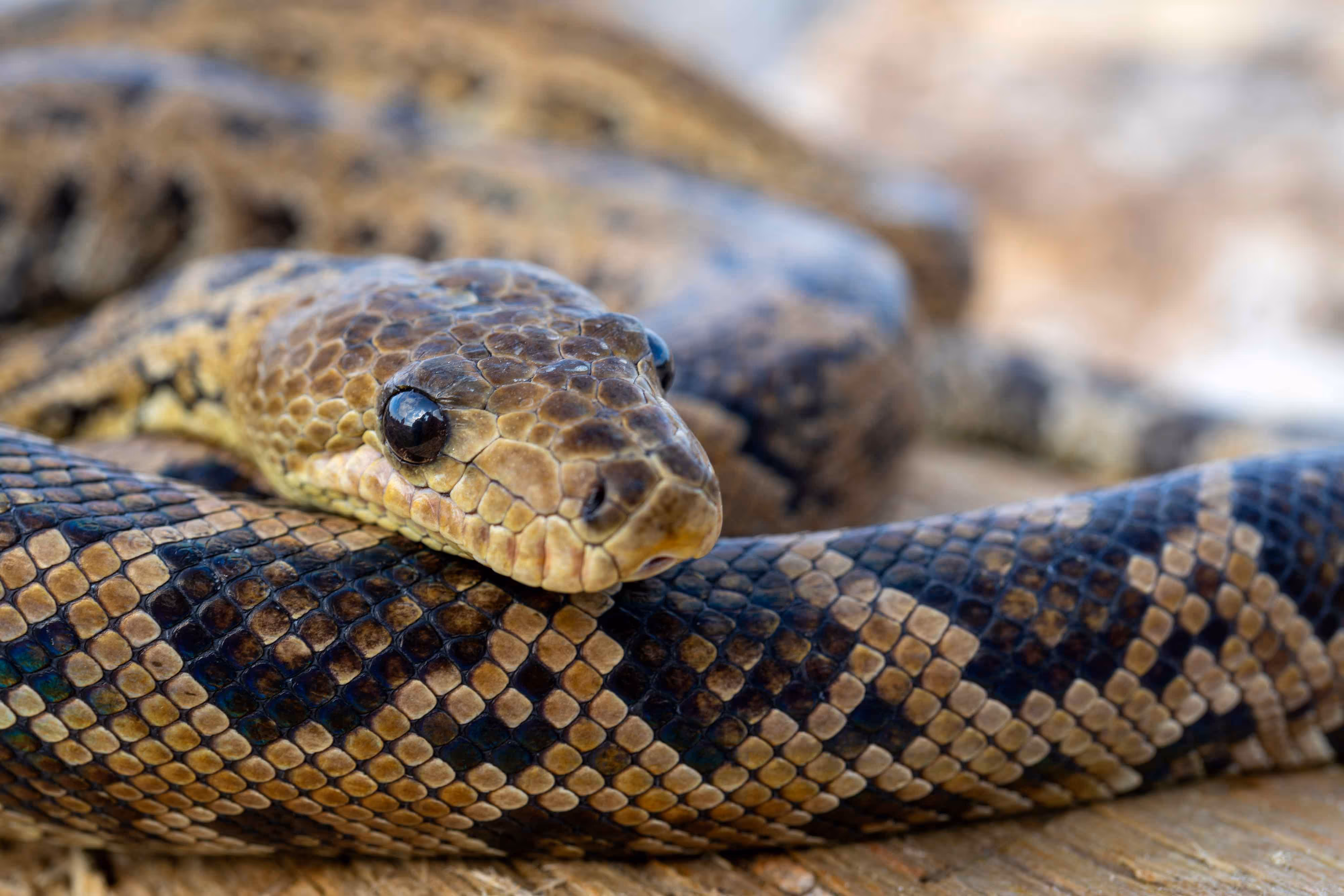 Afbeelding van een Cubaanse boa in Ouwehands Dierenpark.