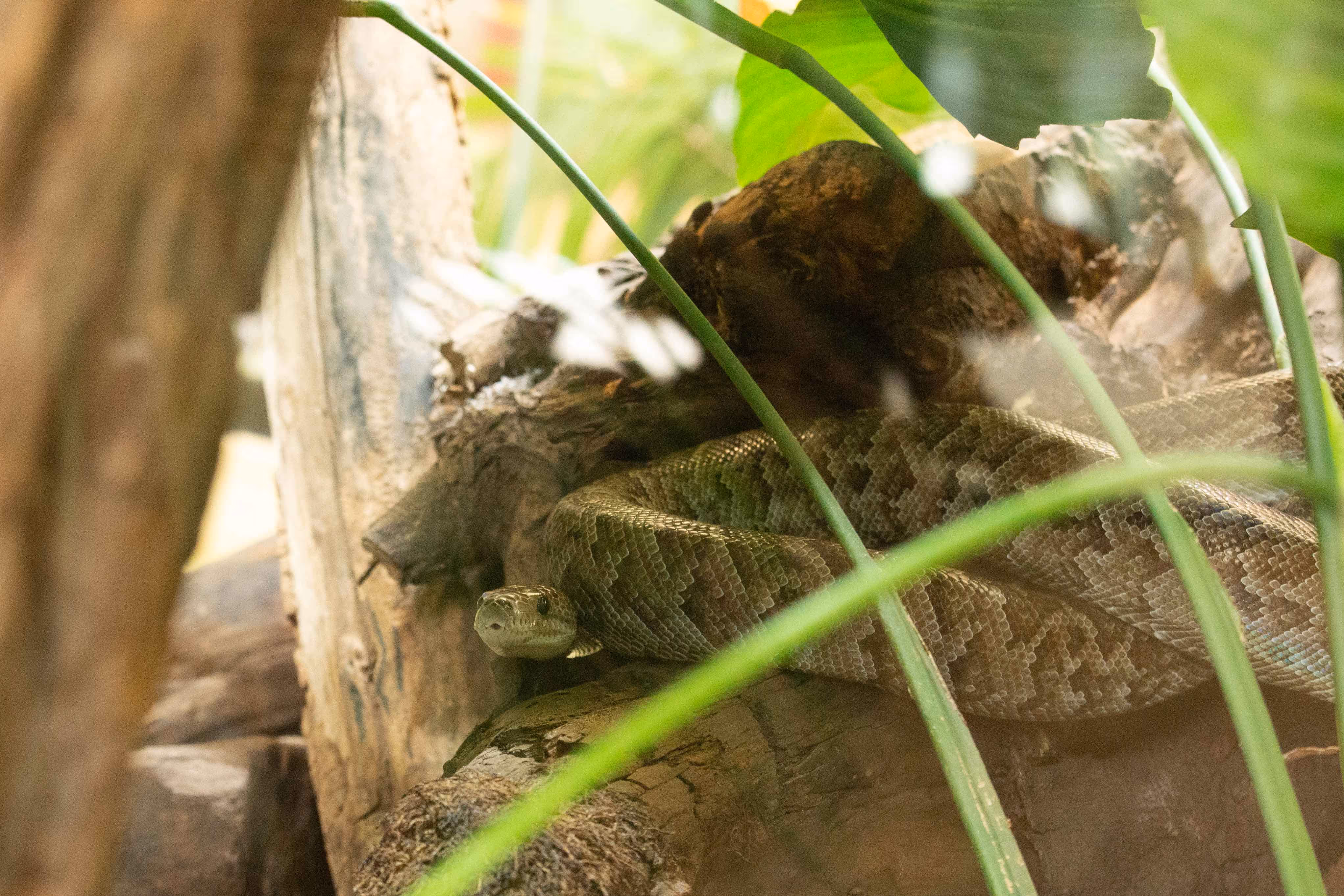 Afbeelding van een Cubaanse boa in Ouwehands Dierenpark.