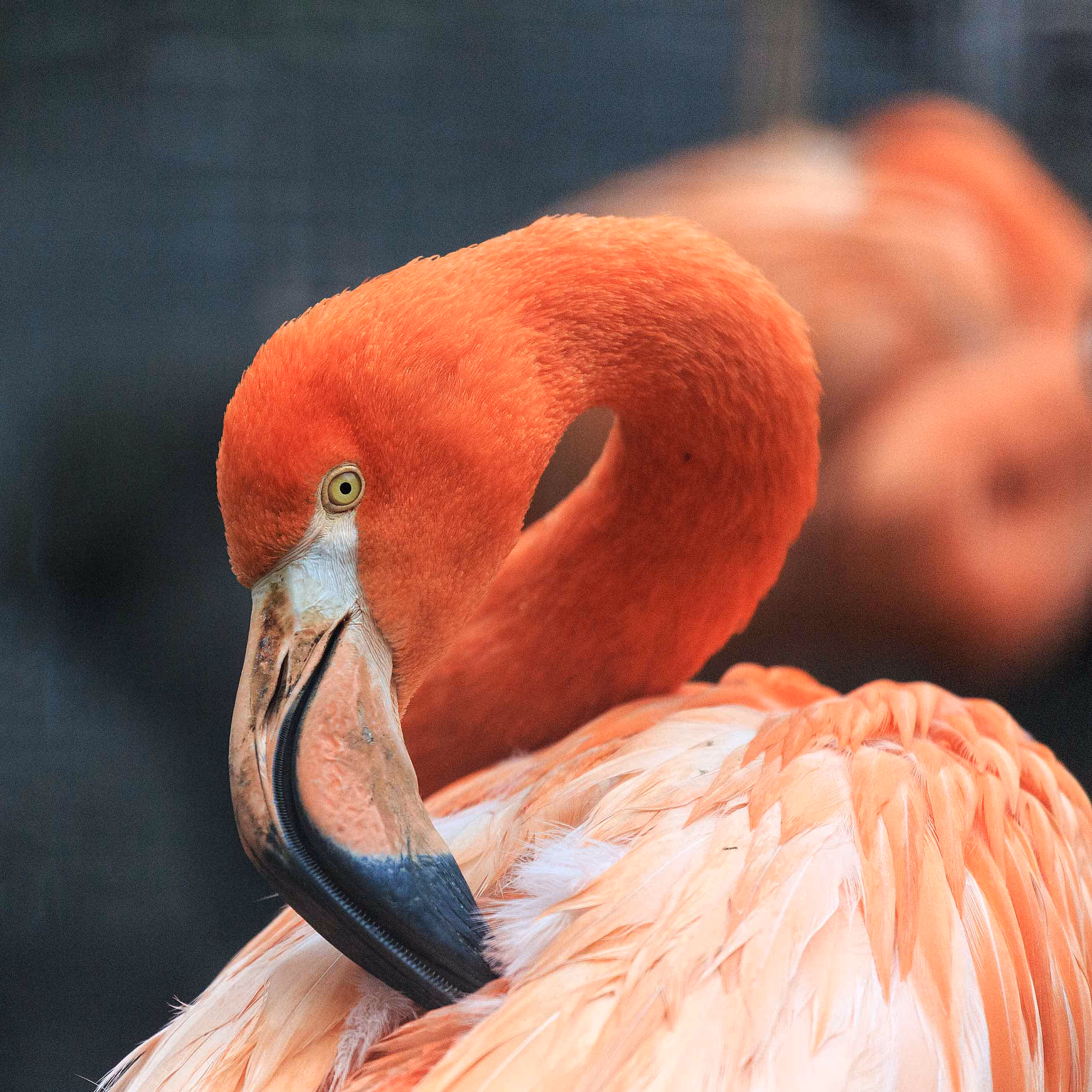 Een afbeelding van een Cubaanse flamingo in Ouwehands Dierenpark.