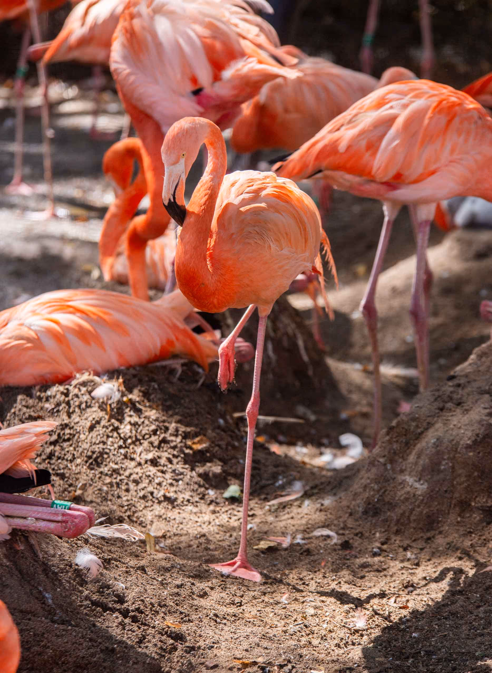 Een afbeelding van een Cubaanse flamingo in Ouwehands Dierenpark